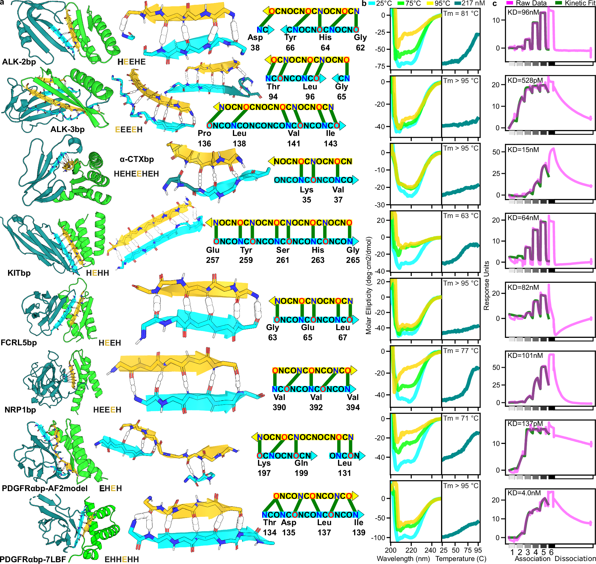 Fig. 2: Binder design models and biophysical characterization.