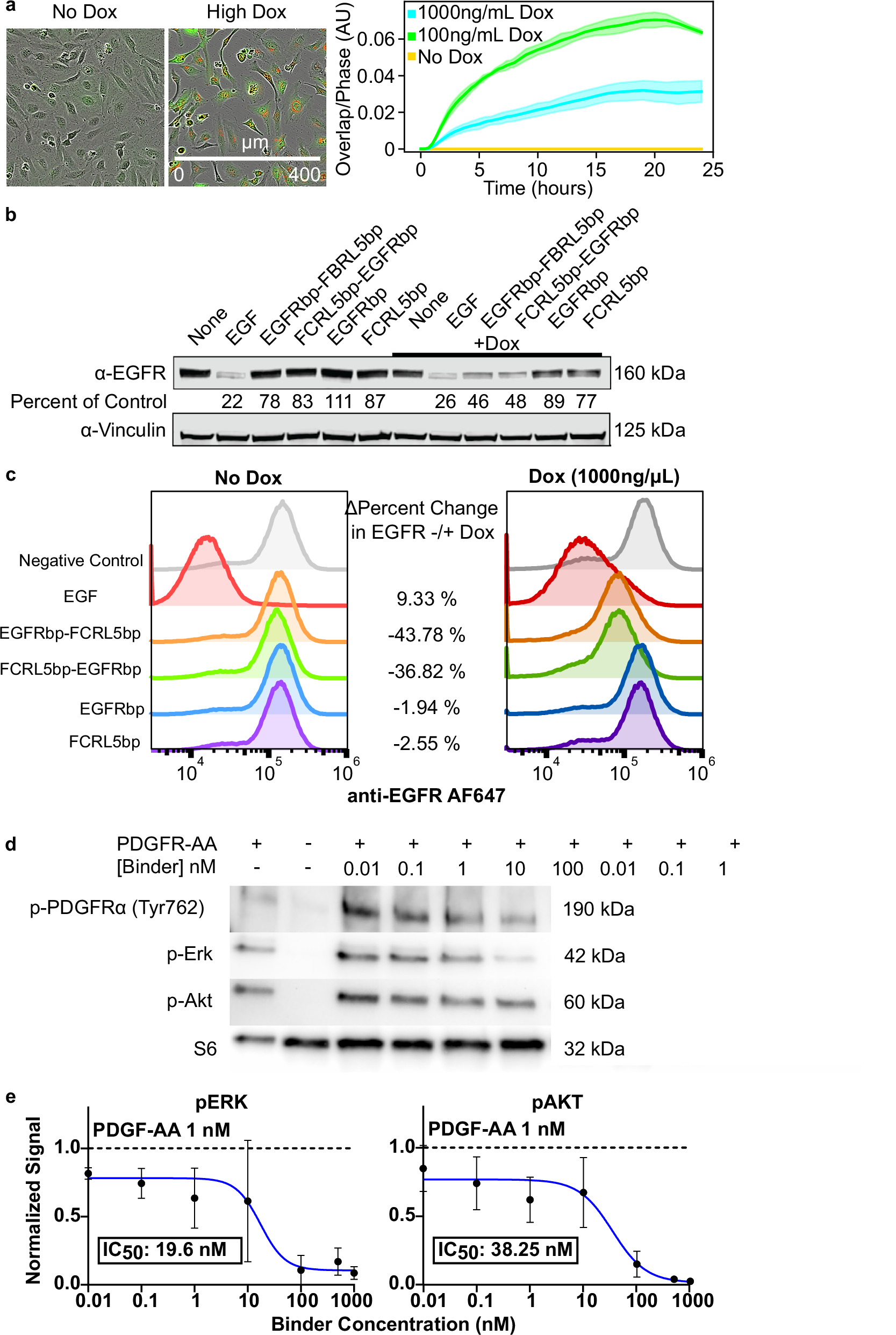 Fig. 5: Functional activity of FCRL5 and PDGFRα binding proteins.