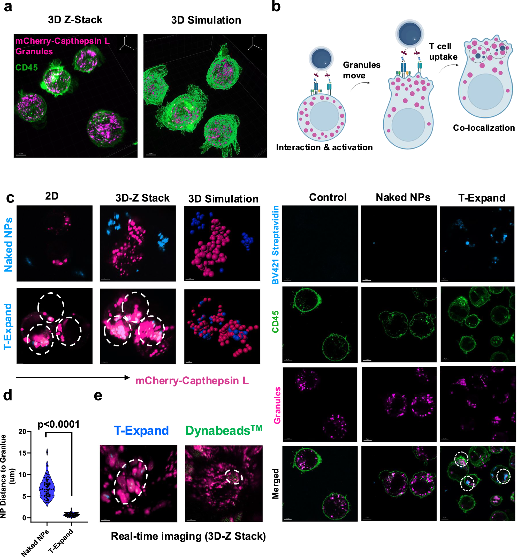 Fig. 2: The investigation of T-Expand interacting with Jurkat cells.