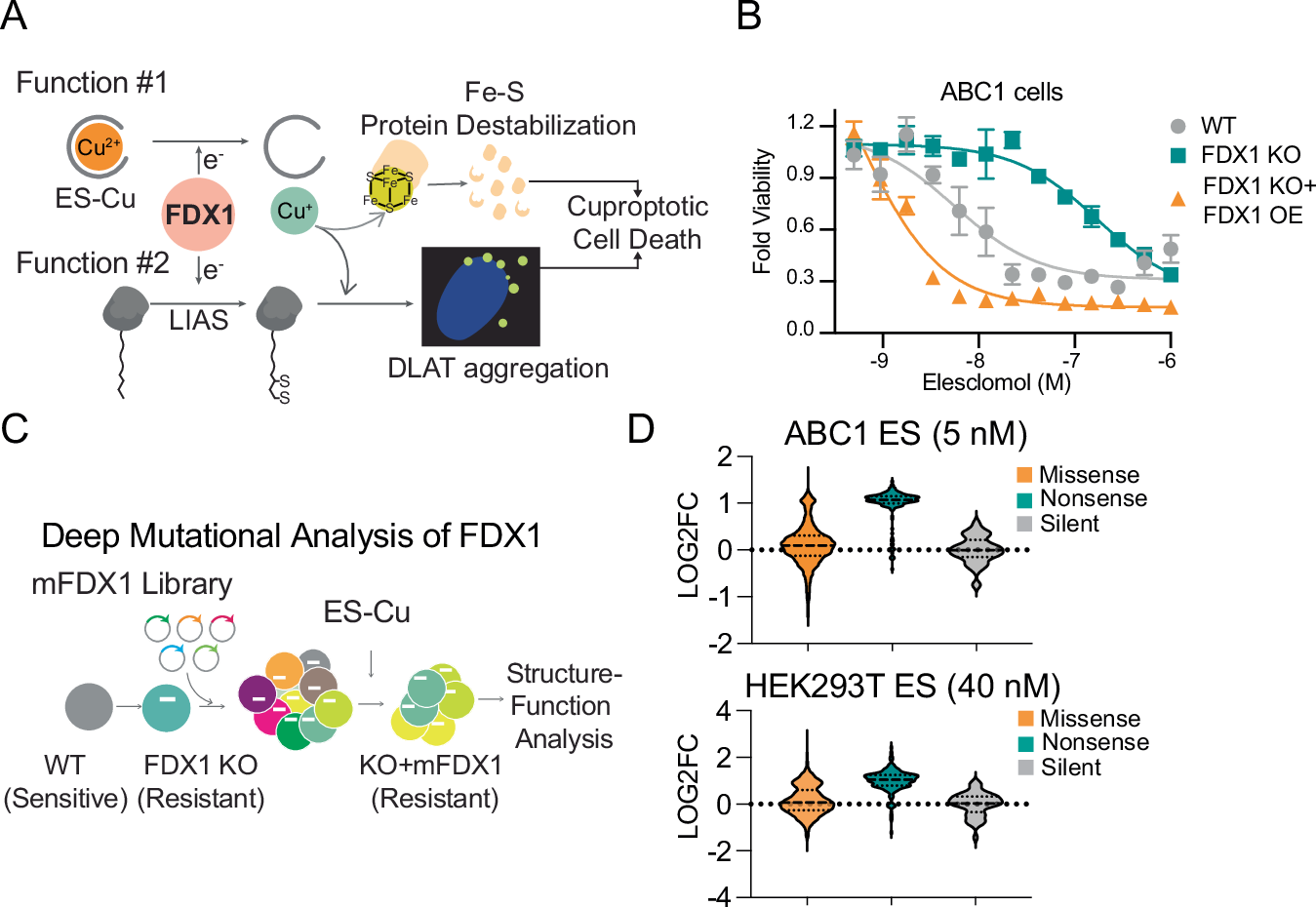 Fig. 1: Deep mutational scanning (DMS) of FDX1.