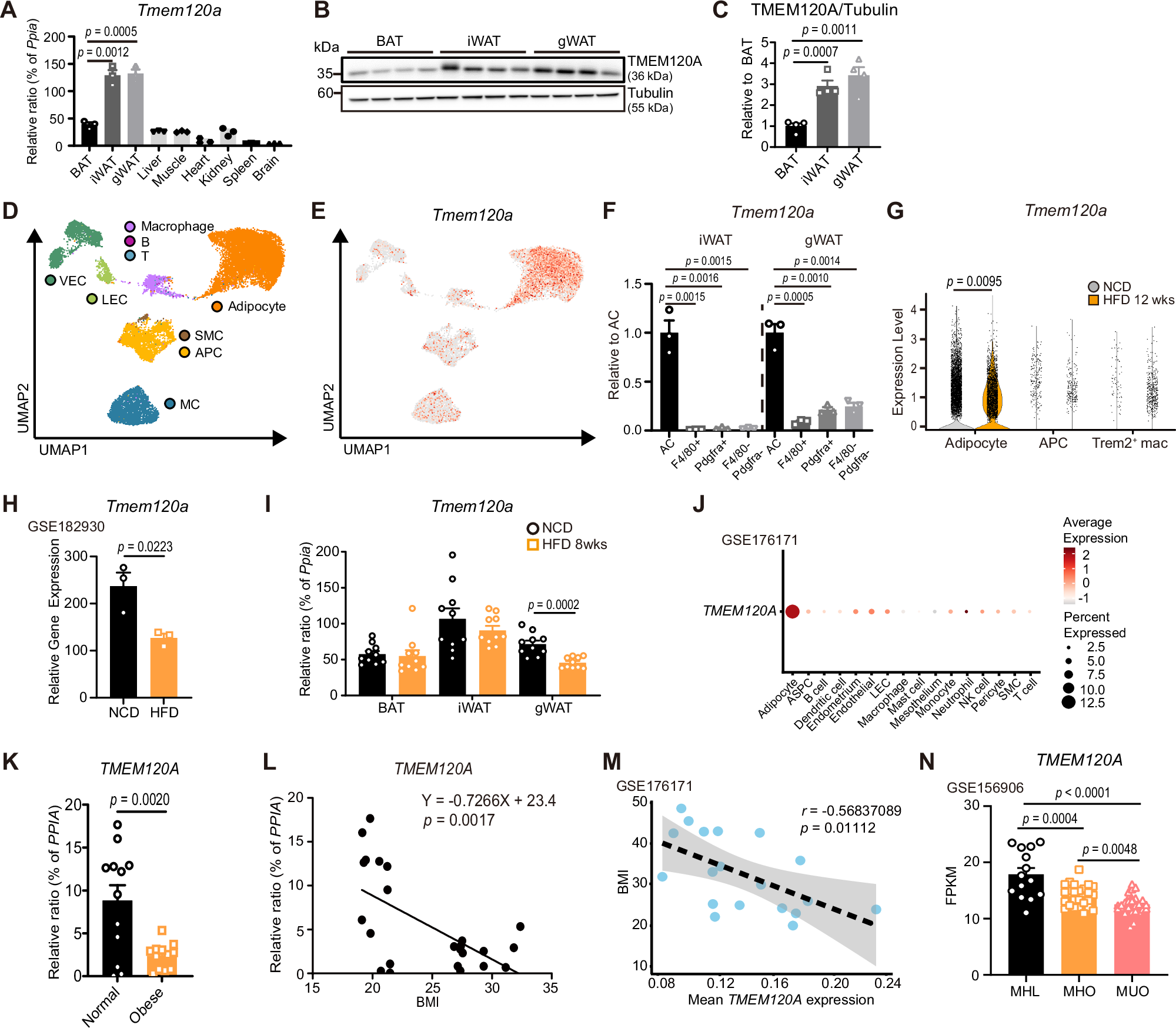 Fig. 1: Tmem120a is predominantly expressed in adipocytes and downregulated in obesity.