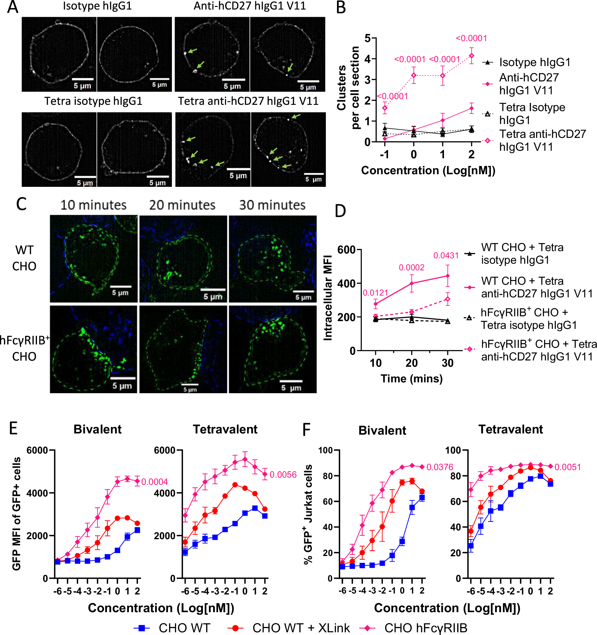 Fig. 7: Tetravalent anti-hCD27 hIgG1 V11 induces greater cluster formation, with FcγRIIB engagement polarizing hCD27 clusters and reducing internalization.