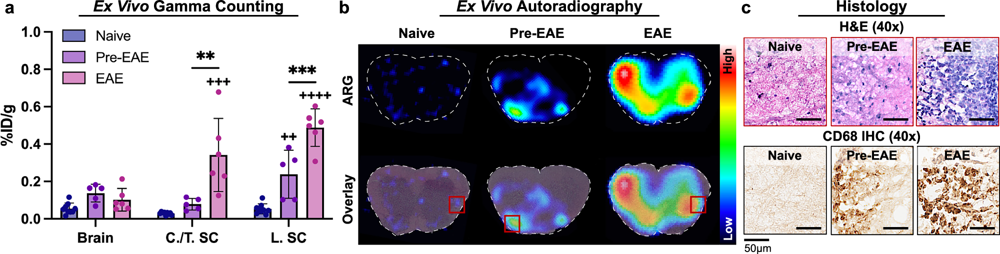Fig. 3: Gamma counting and autoradiography confirm increased 18F-FMD uptake in spinal cords from EAE mice.