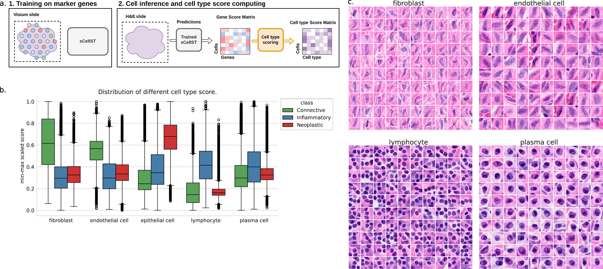 Fig. 7: sCellST discovers cell type morphological features.