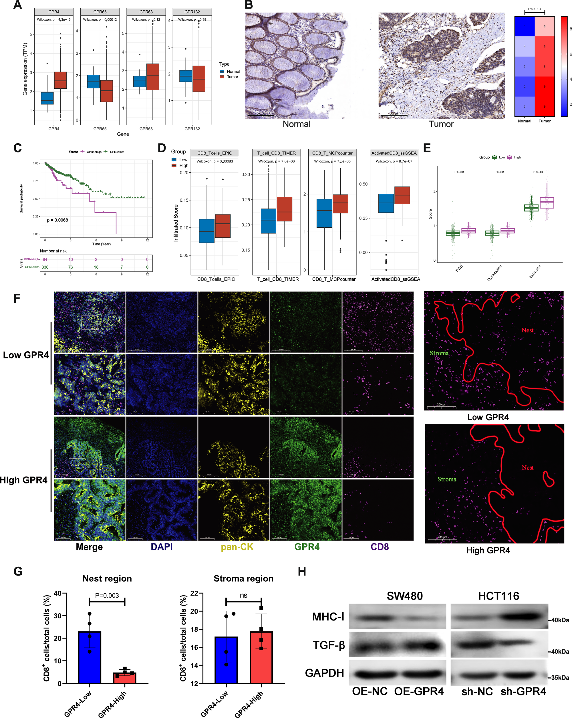 Fig. 1: The association between GPR4 and immune exclusion in CC.