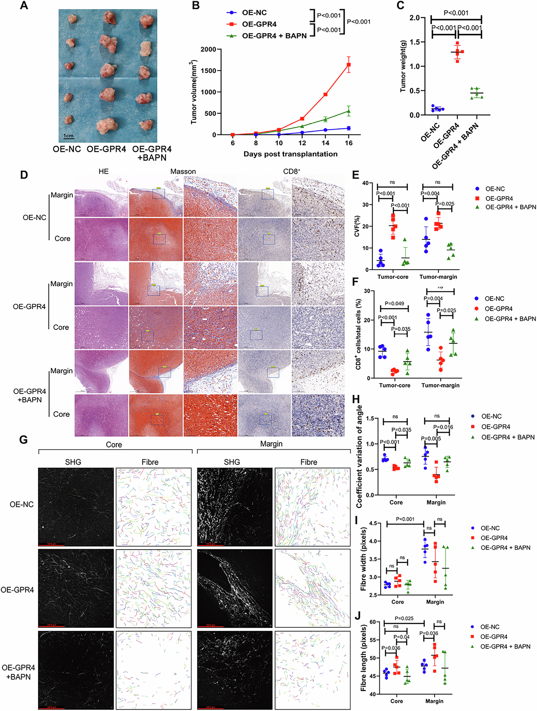 Fig. 5: GPR4 promotes ECM collagen alignment via LOXL2 in vivo.