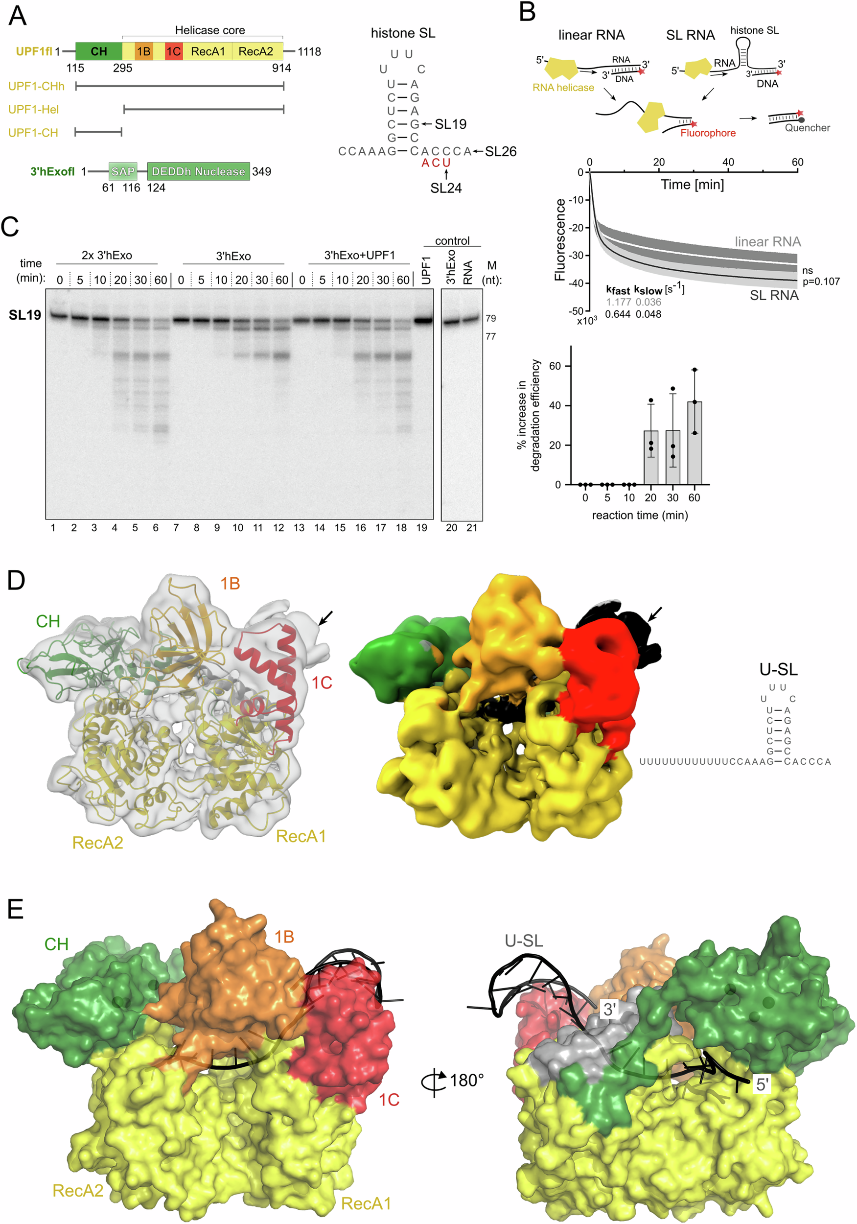 Fig. 1: Functional and structural investigation of the interplay of UPF1 with the histone SL.