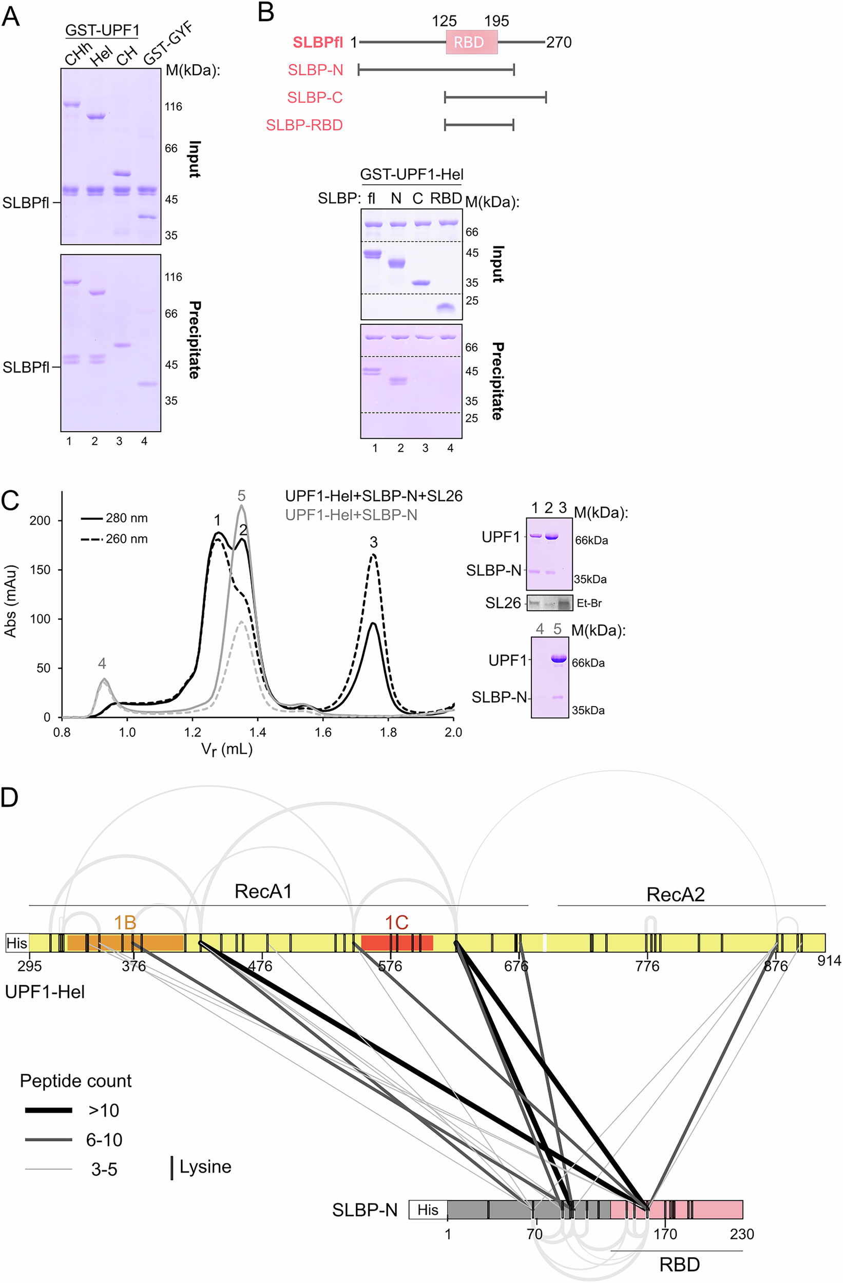 Fig. 3: The N-terminal IDR of SLBP engages the UPF1 helicase core via direct protein–protein interactions.