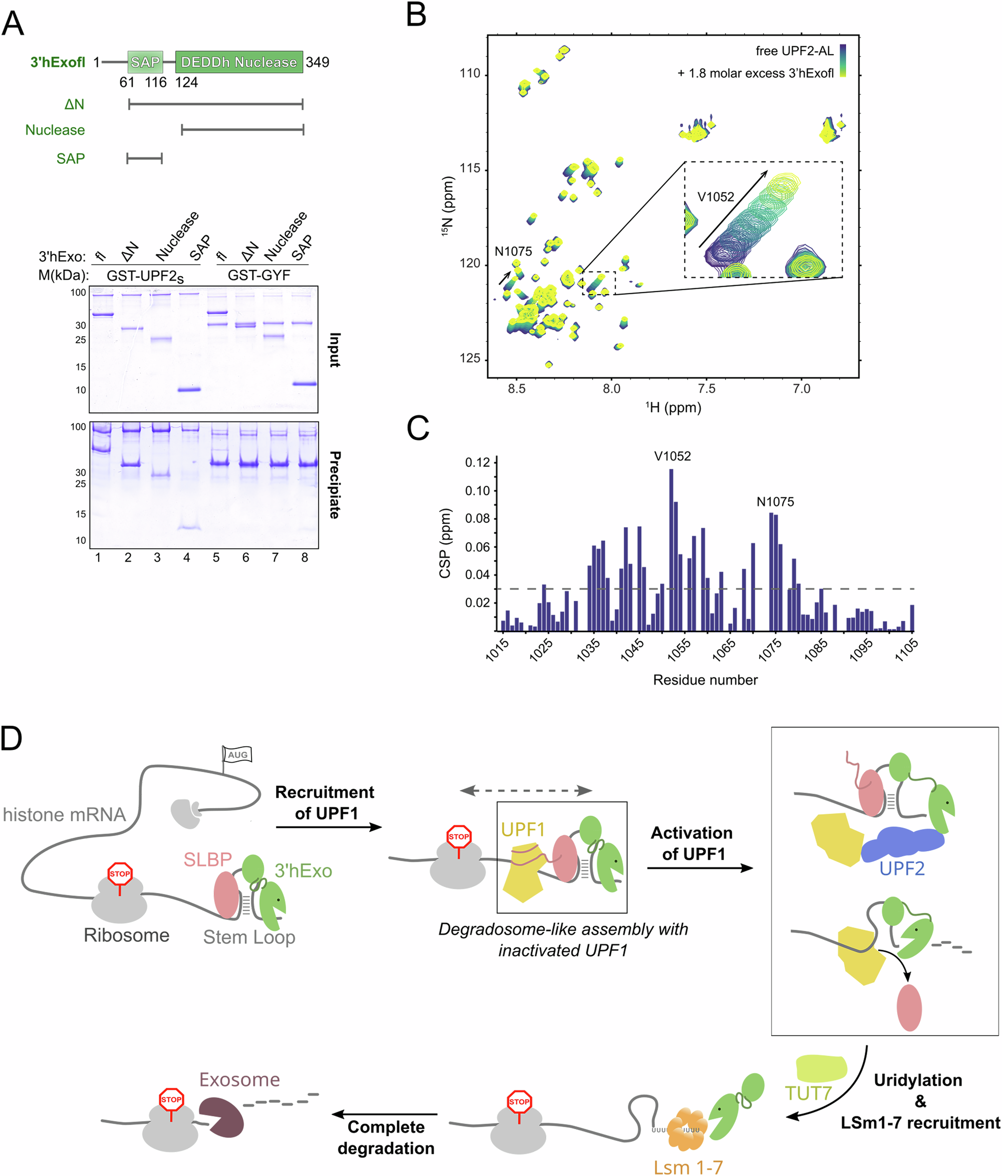 Fig. 7: Recruitment of UPF2 and the concerted regulation of UPF1 within the histone mRNP.