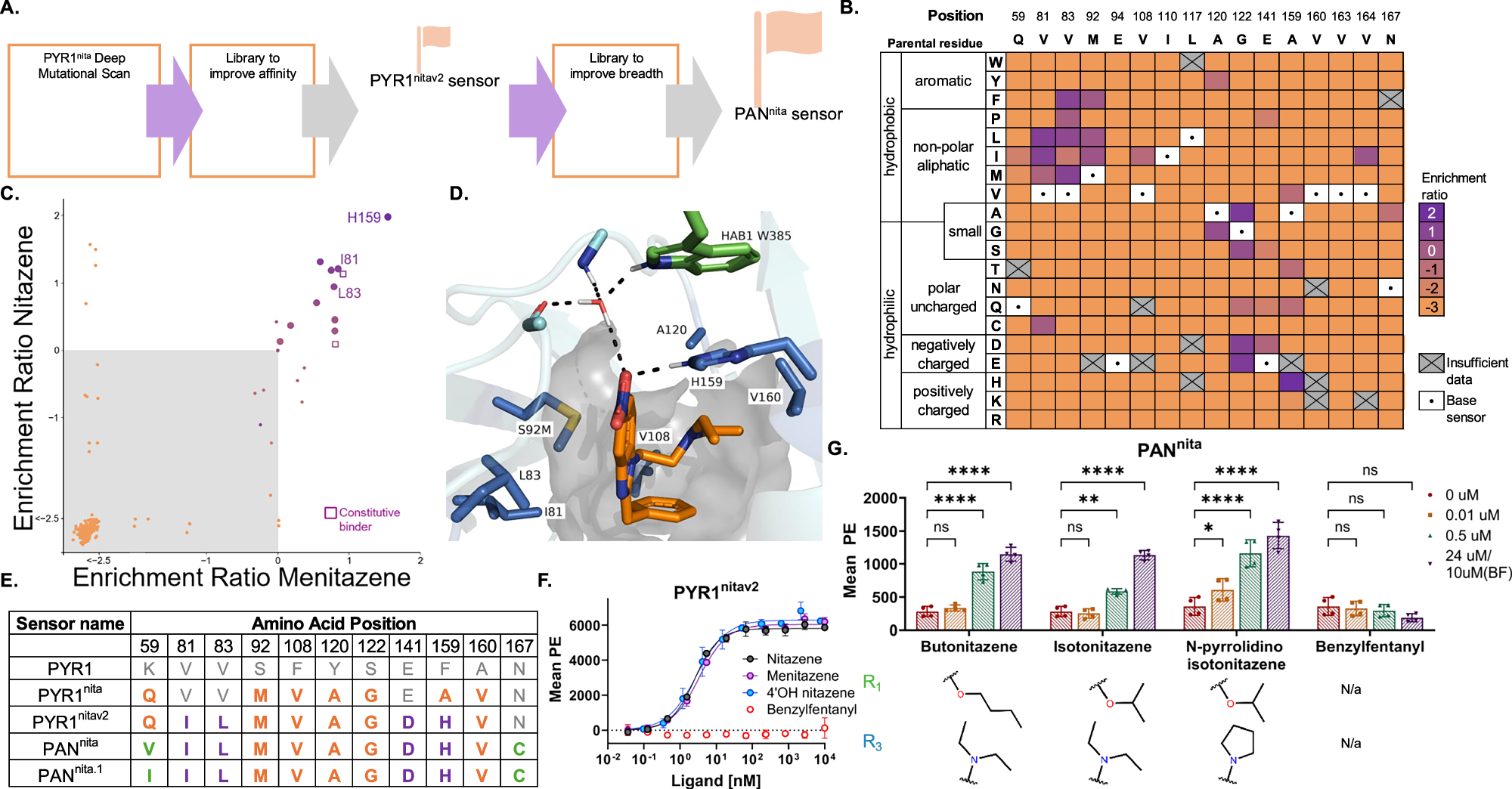 Fig. 3: Optimization of nitazene sensor breadth and sensitivity using deep mutational scanning.