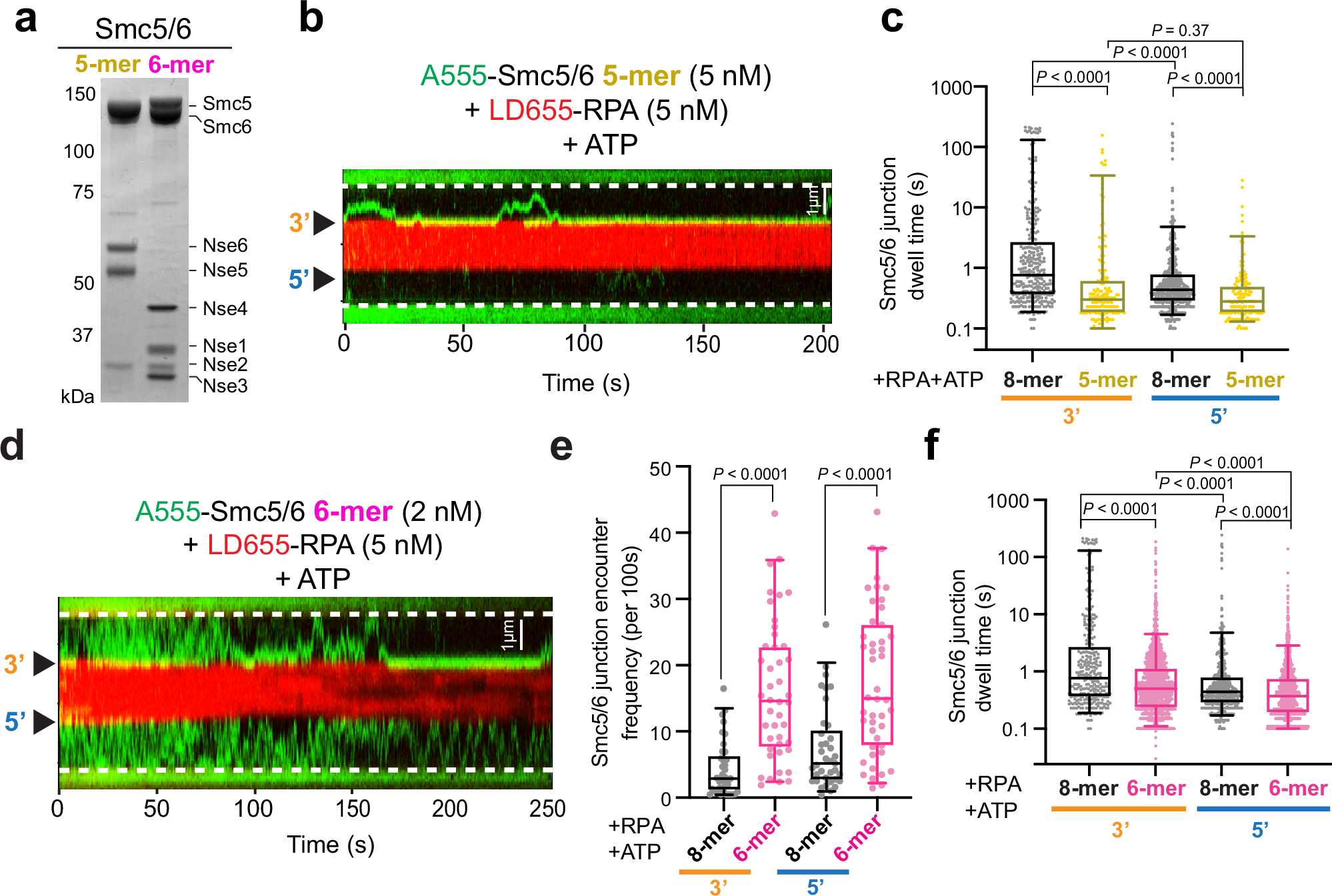 Fig. 4: Absence of Nse1-3-4 or Nse5-6 alters Smc5/6’s junction binding behavior.