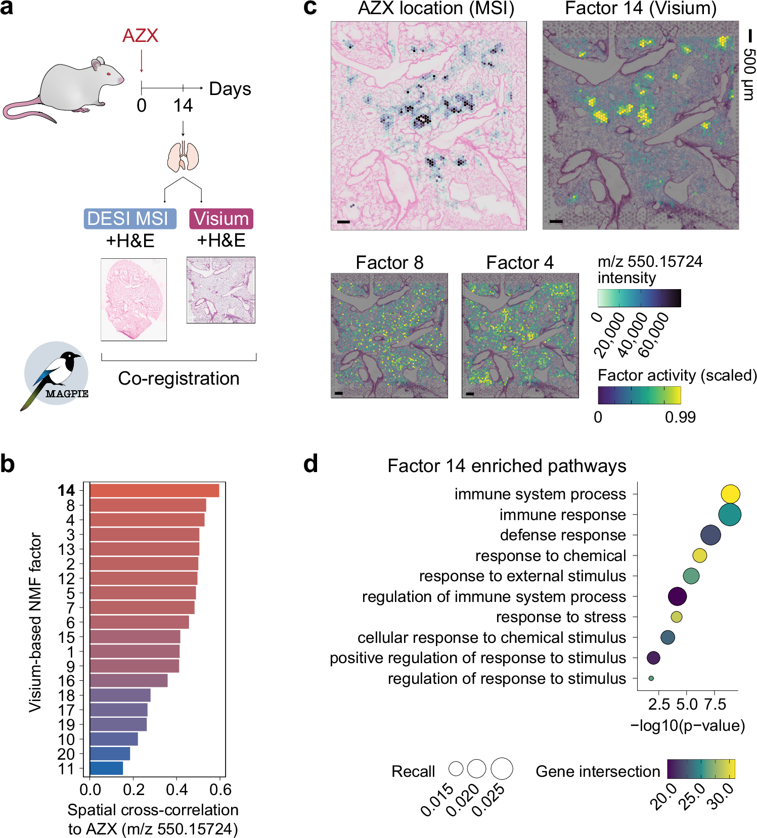 Fig. 4: MAGPIE co-registration of spatial multi-omics datasets from AZX-treated rat lung.