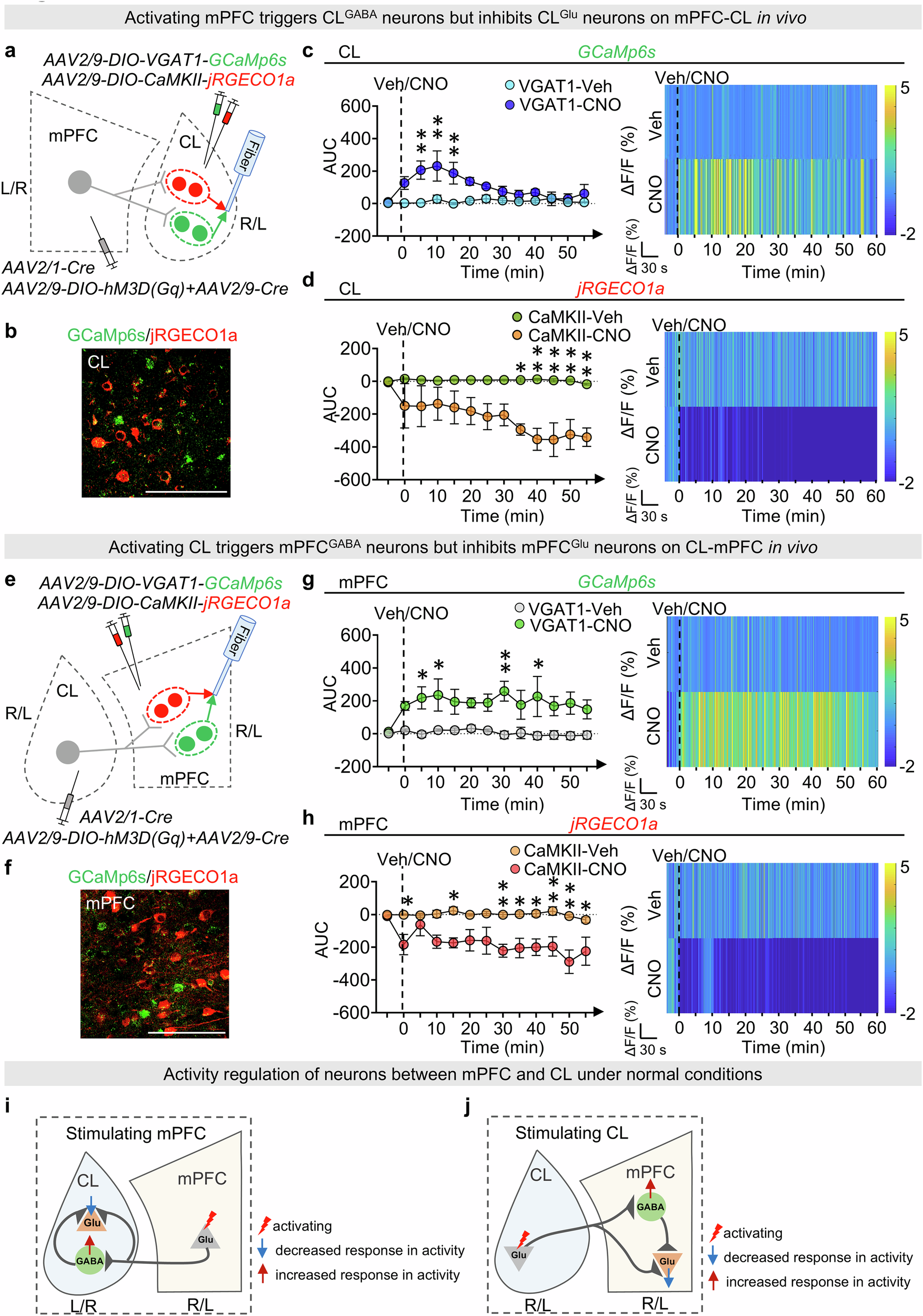 Fig. 4: Under physiological conditions, the mPFC-CL circuits exhibit opposing changes in upstream and downstream Glu activities, but parallel changes between upstream Glu and downstream GABA activities.