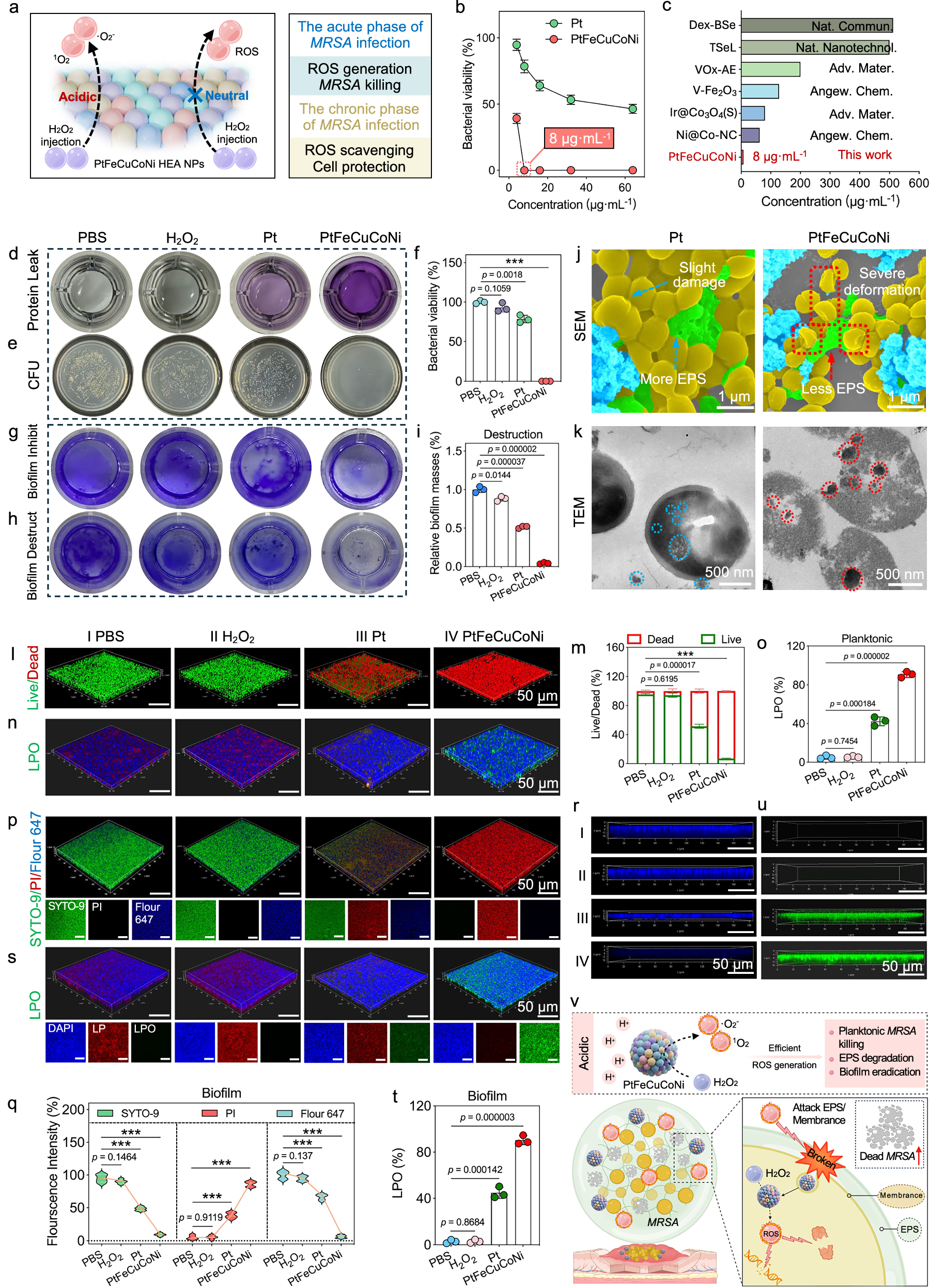 Fig. 5: Evaluation of in vitro bactericidal actions on MRSA.