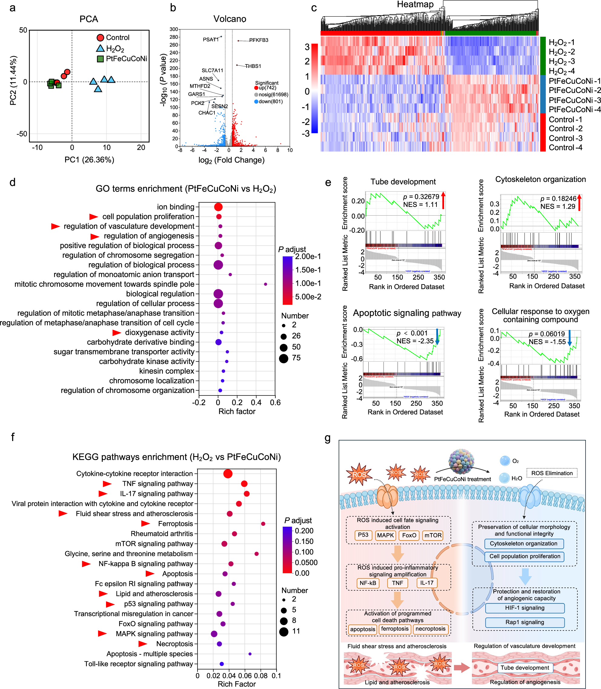 Fig. 8: Transcriptomic analyses reveal inflammation and repair-related pathways regulated by PtFeCuCoNi HEA NPs.