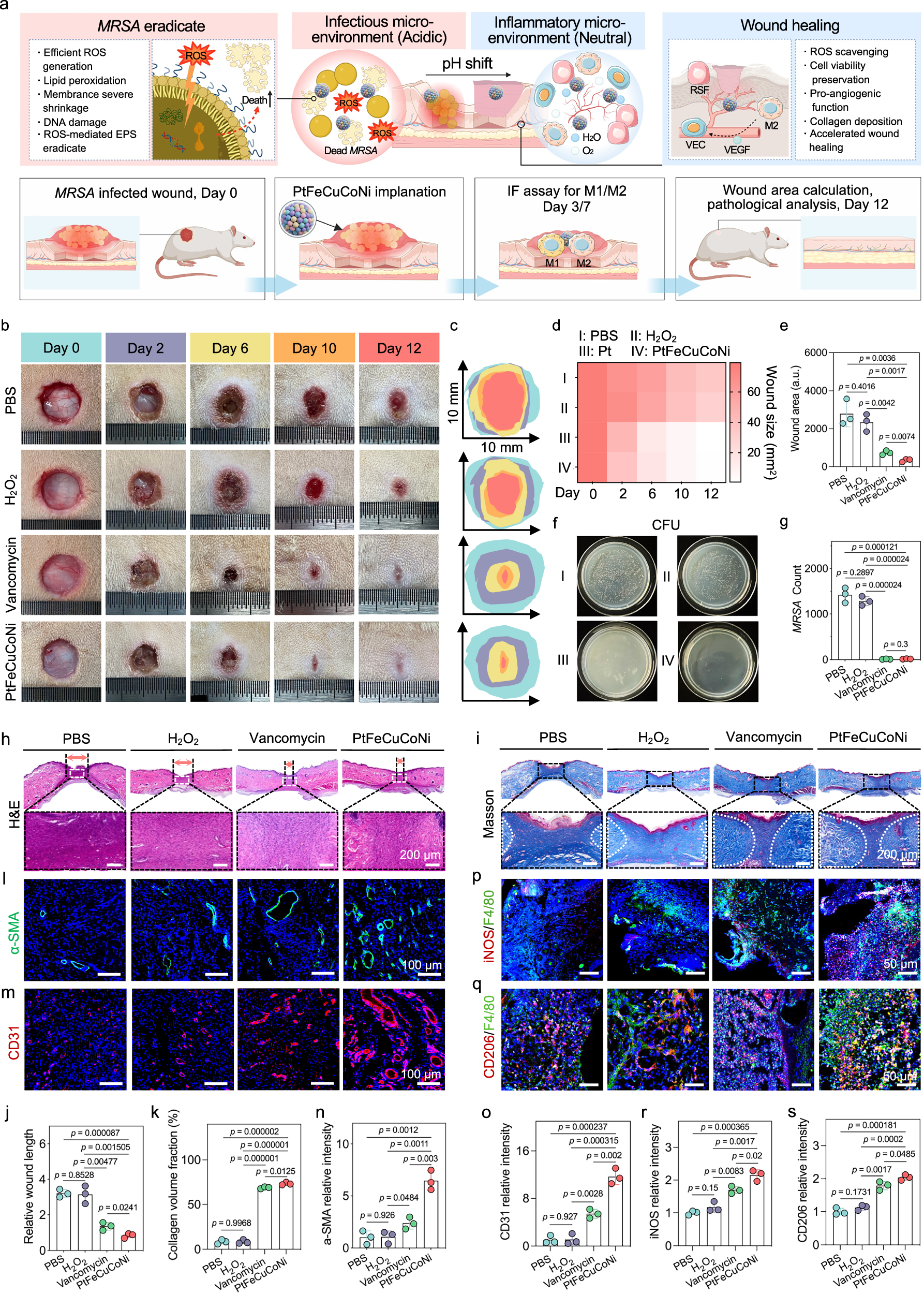 Fig. 9: Microenvironment-adaptive and pH-gated ROS-catalytic healing of MRSA-infected cutaneous lesions.