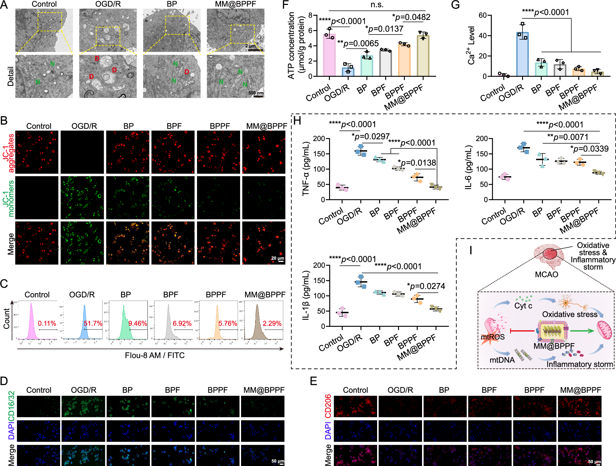 Fig. 5: In vitro neuroprotective mechanisms of MM@BPPF.