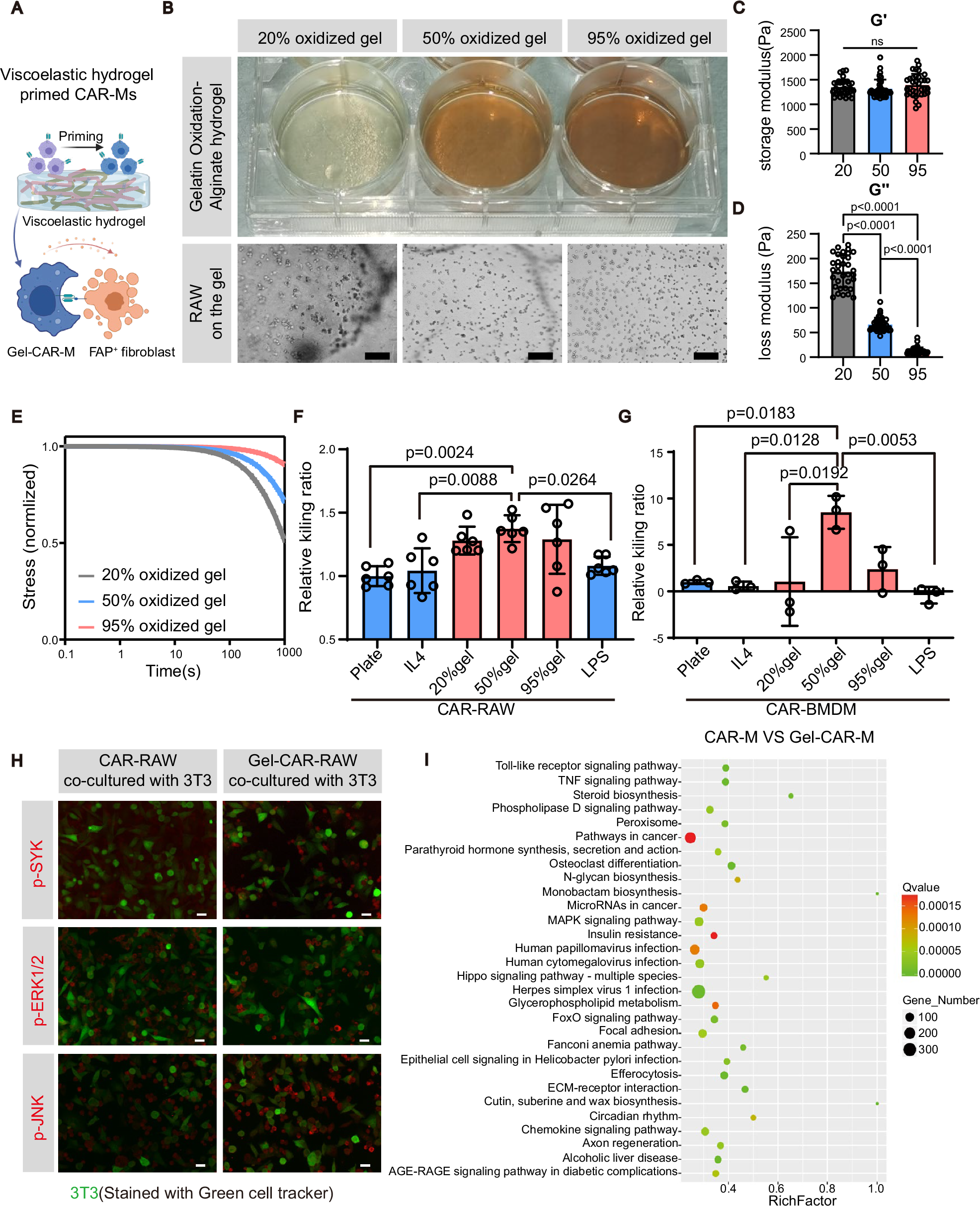 Fig. 2: Viscoelastic hydrogel substrate endows CAR-Ms with enhanced functionality.