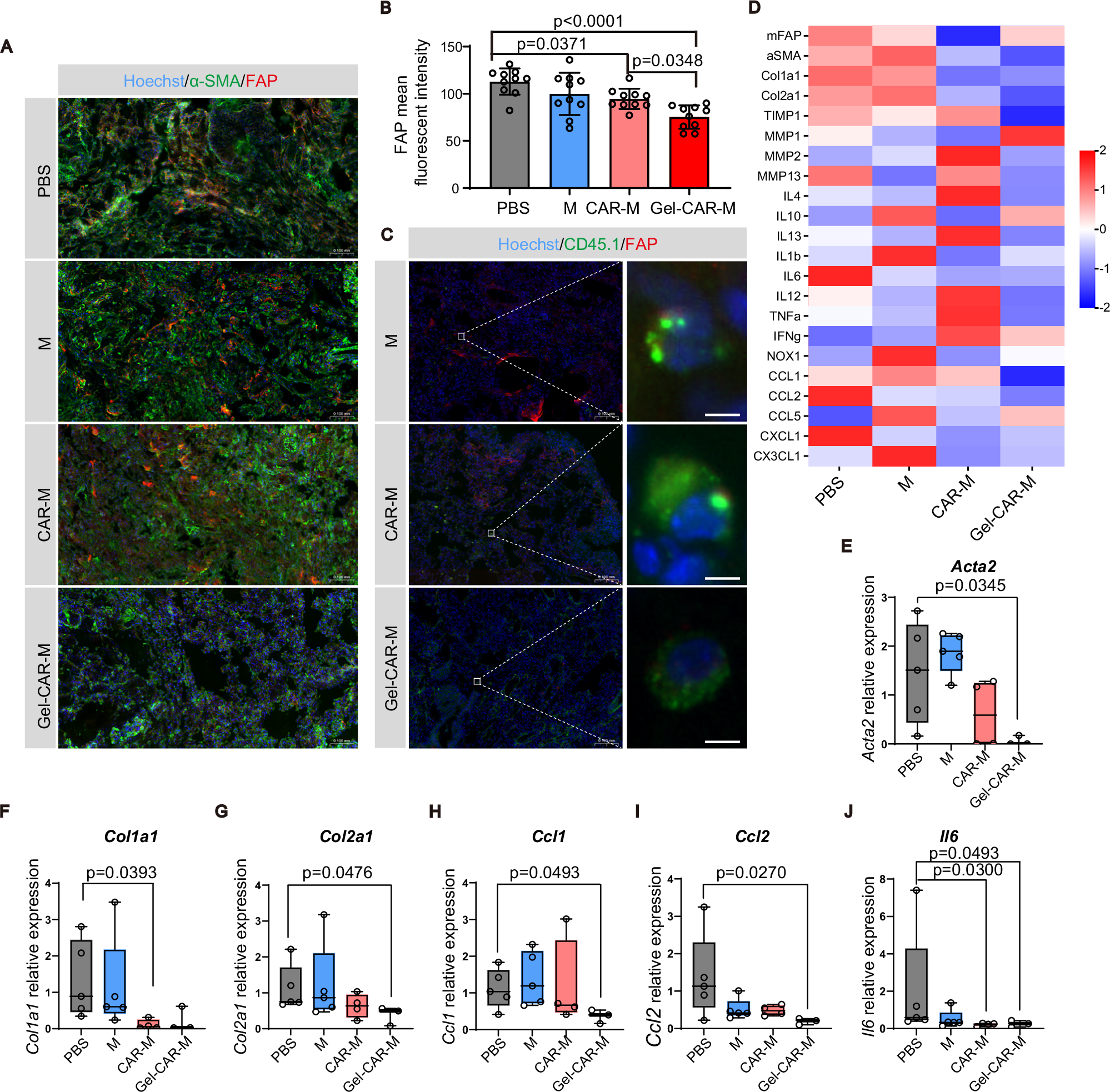Fig. 5: Gel-CAR-Ms exhibited advanced efficacy in eradicating FAP-positive cells and restoring the immune microenvironment in fibrotic lungs.