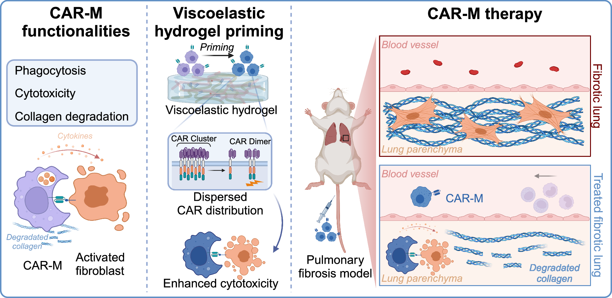 Fig. 6: Schematic diagram of the constructed CAR-M therapy for pulmonary fibrosis treatment with enhanced therapeutic effect based on viscoelastic hydrogel priming.