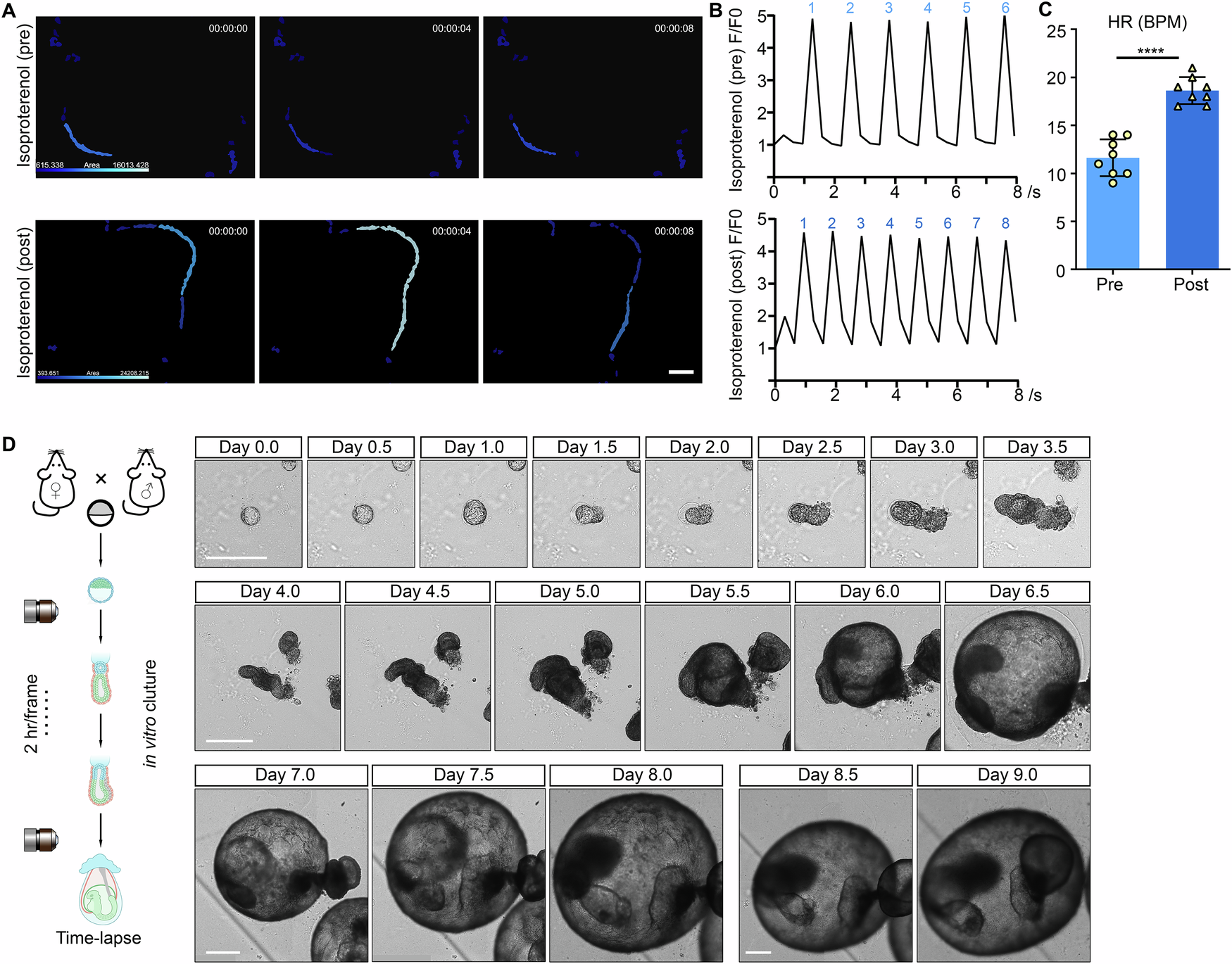 Fig. 2: Application of the decidual-ECM-mimicking 3D culture system.