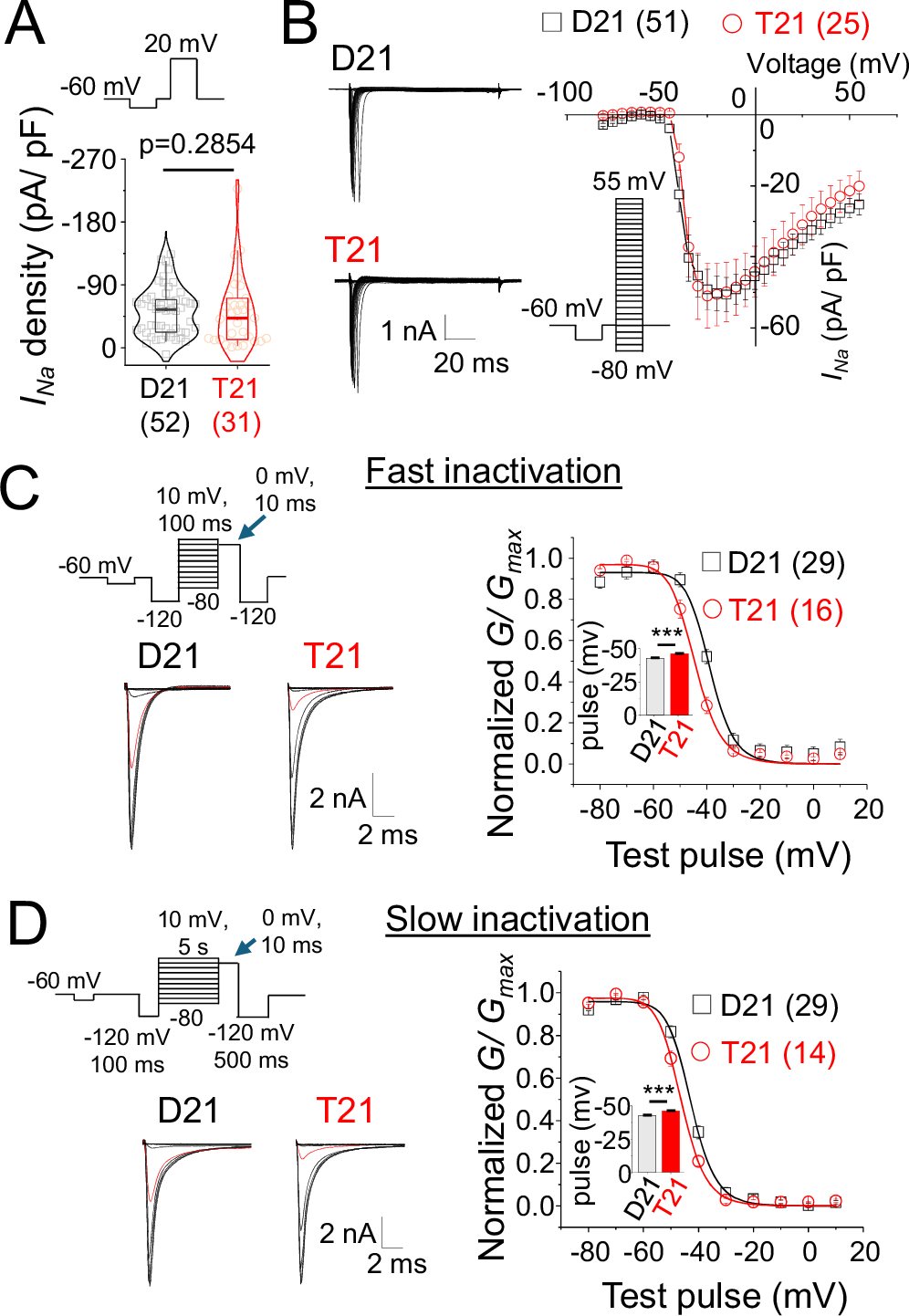 Fig. 5: Voltage-gated Na+ channel inactivation anomalies due to trisomy 21.
