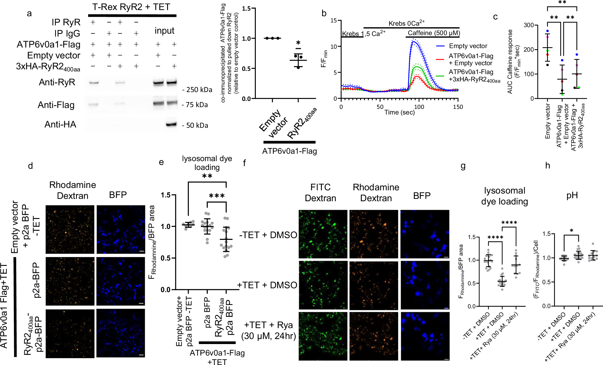 Fig. 3: The RyR2400aa fragment disrupts physical and functional RyR2/ATP6v0a1 complex formation.