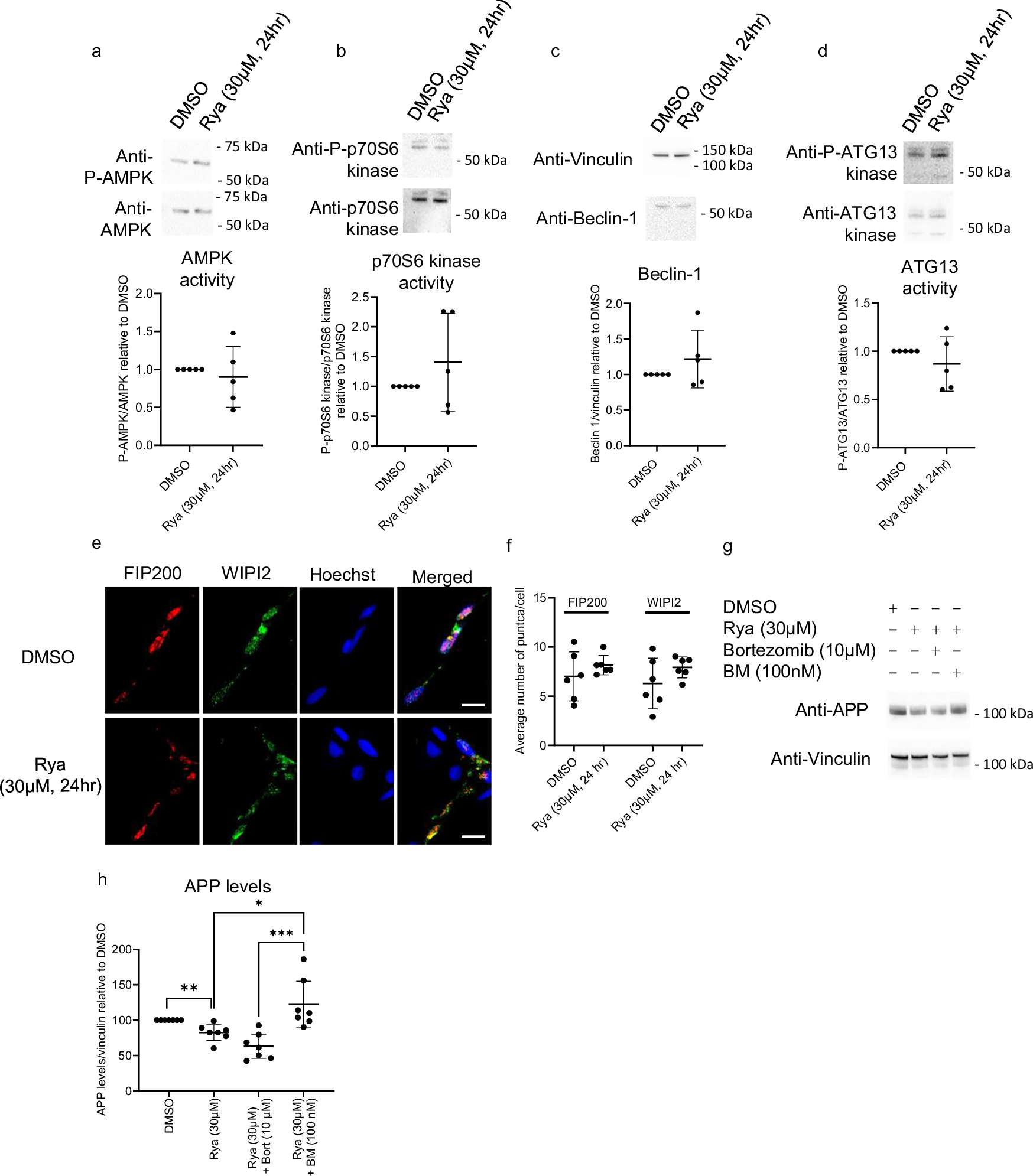 Fig. 5: Inhibition of spontaneous RyR-mediated Ca2+ release does not affected early the phases of the autophagic pathway.