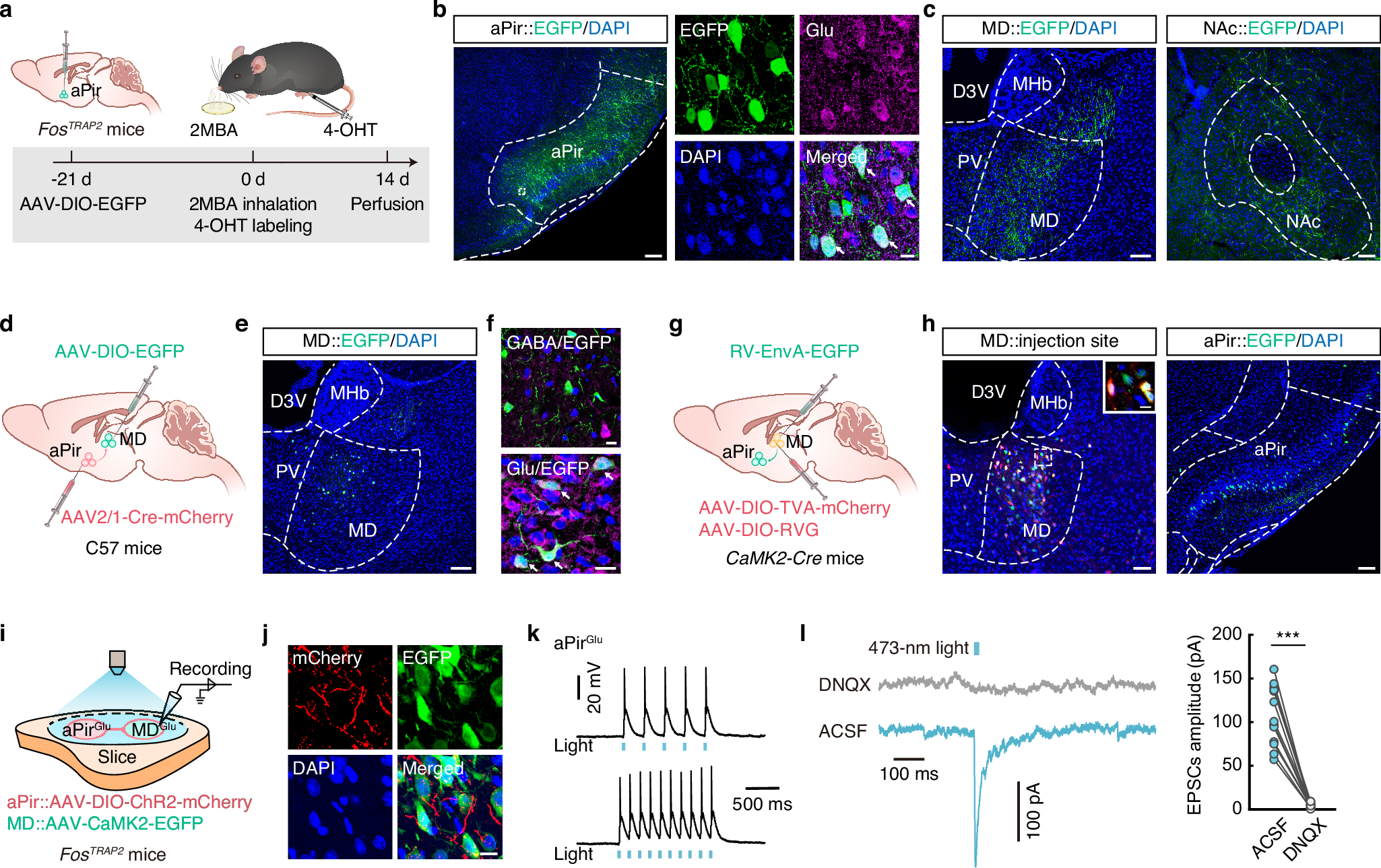 Fig. 3: 2MBA-activated aPirGlu neurons project to the mediodorsal thalamic nucleus (MD).