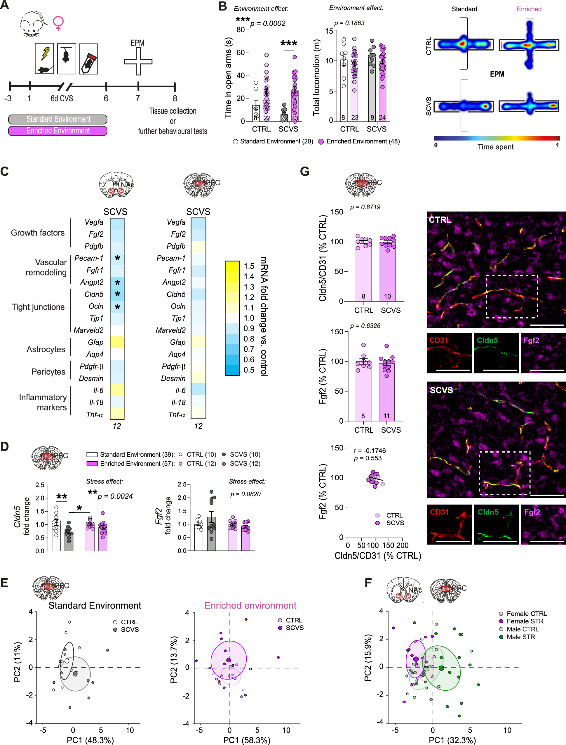 Fig. 2: Environmental enrichment dampens stress-induced anxiety and blood-brain barrier alterations in the prefrontal cortex of female mice.