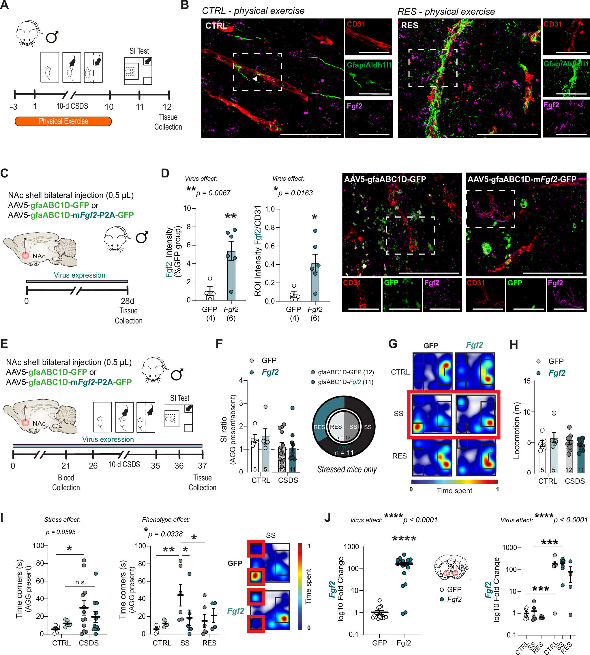 Fig. 4: Upregulation of astrocytic Fgf2 prevents stress-induced social avoidance.