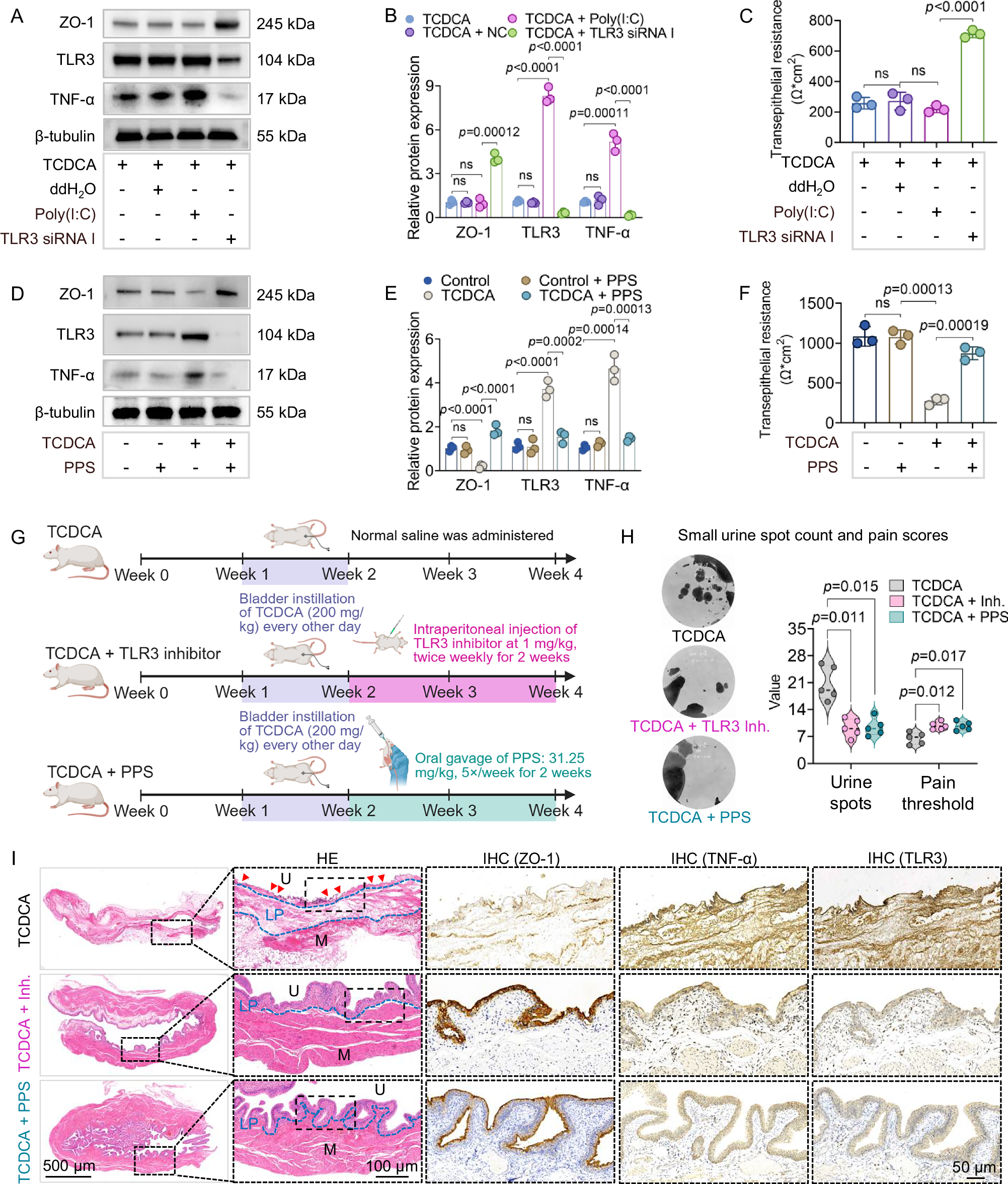 Fig. 7: TCDCA-induced urothelial injury via TLR3 signaling.