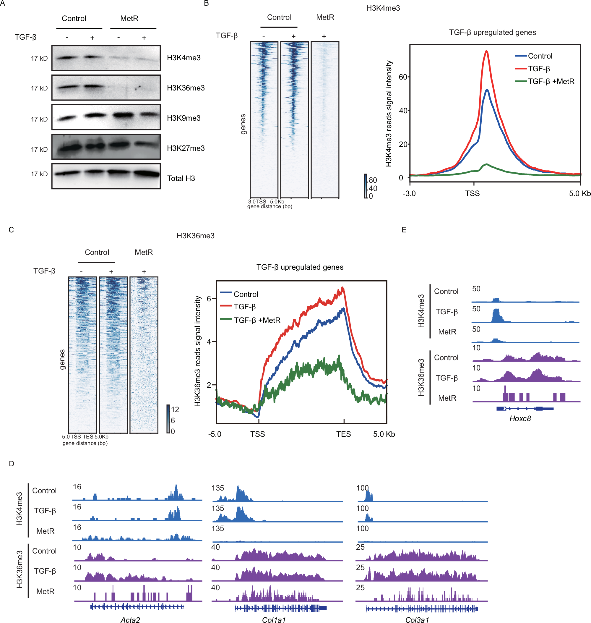 Fig. 5: MetR modulates histone methylations in TGF-β-upregulated genes.