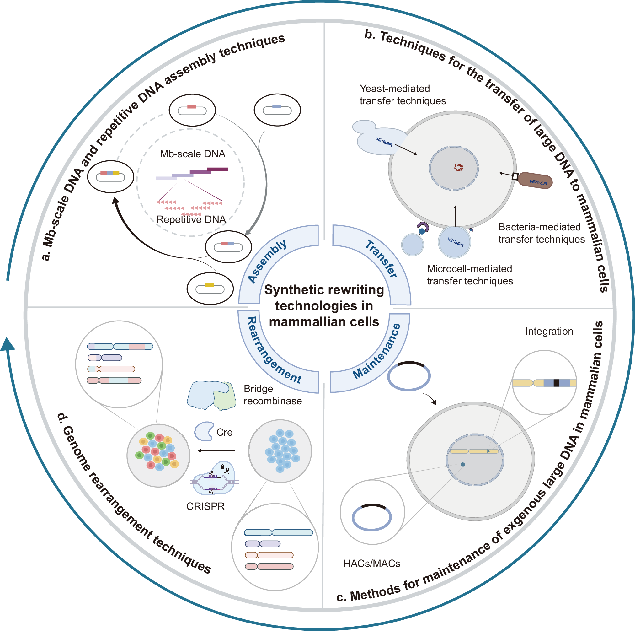 Fig. 1: Synthetic rewriting technologies in mammalian cells.