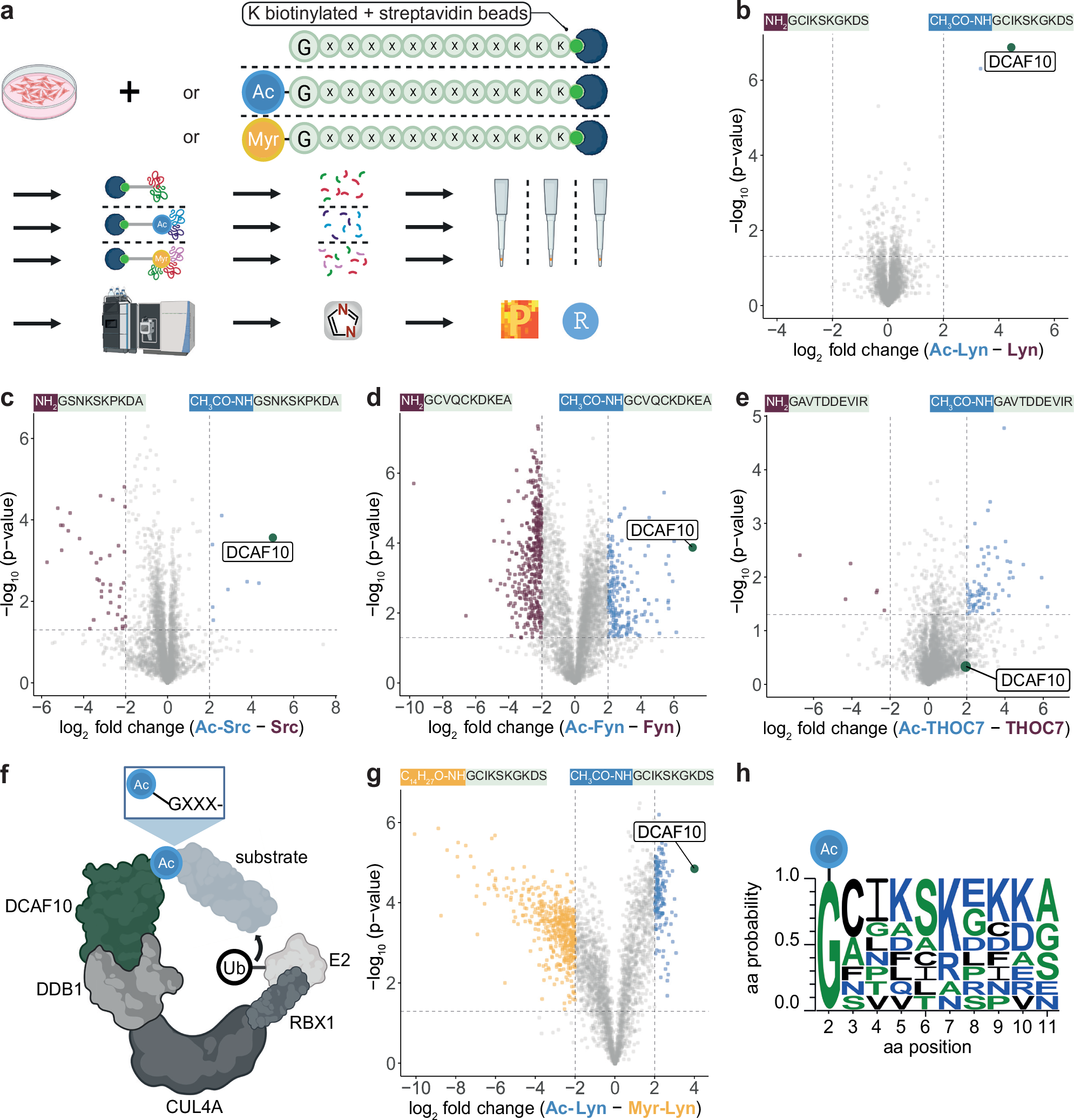 CUL4A-DDB1-DCAF10 is an N-recognin for N-terminally acetylated Src kinases  | Nature Communications
