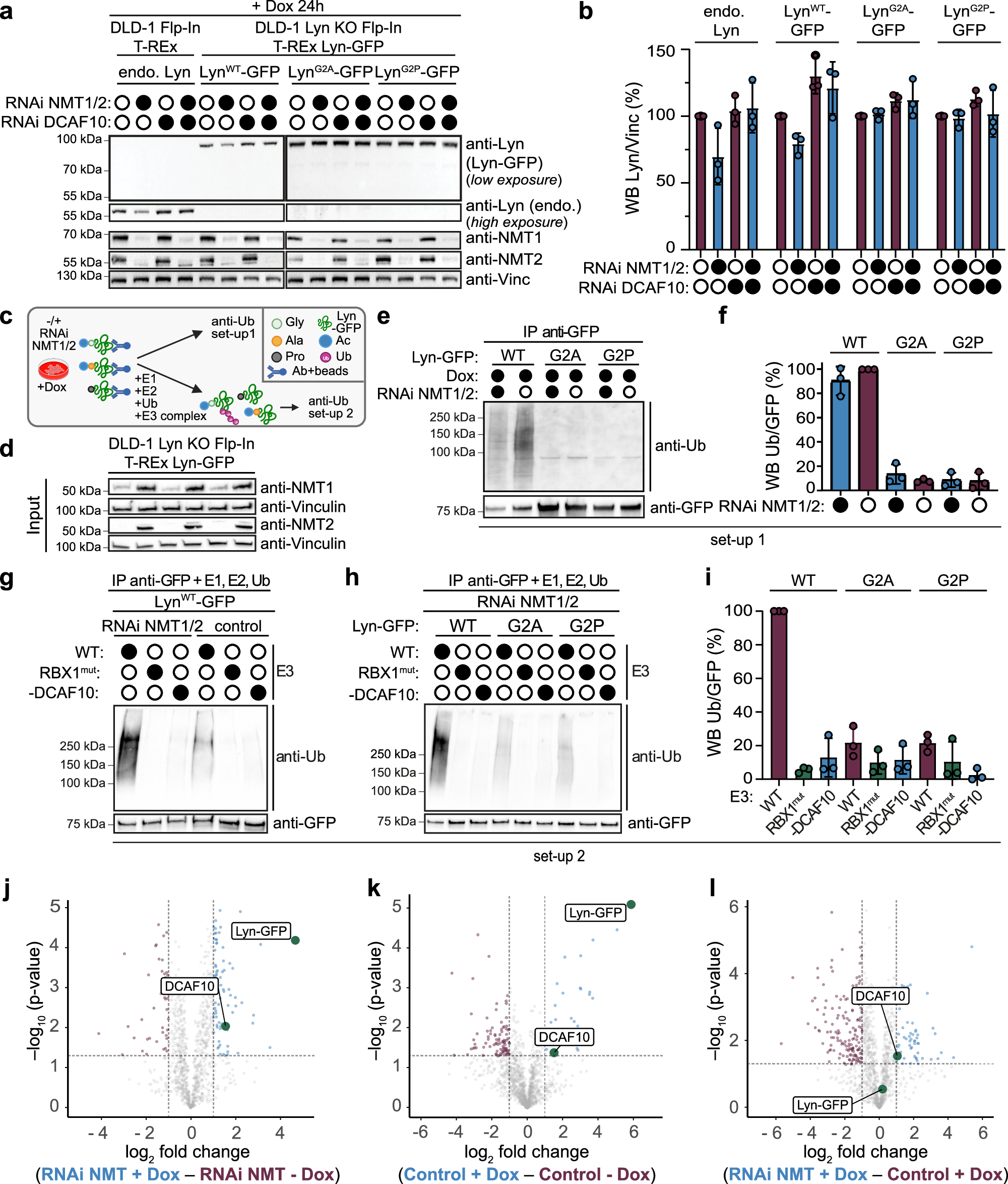 Fig. 6: N-terminal glycine mutation abolishes DCAF10-dependent stability and ubiquitination.