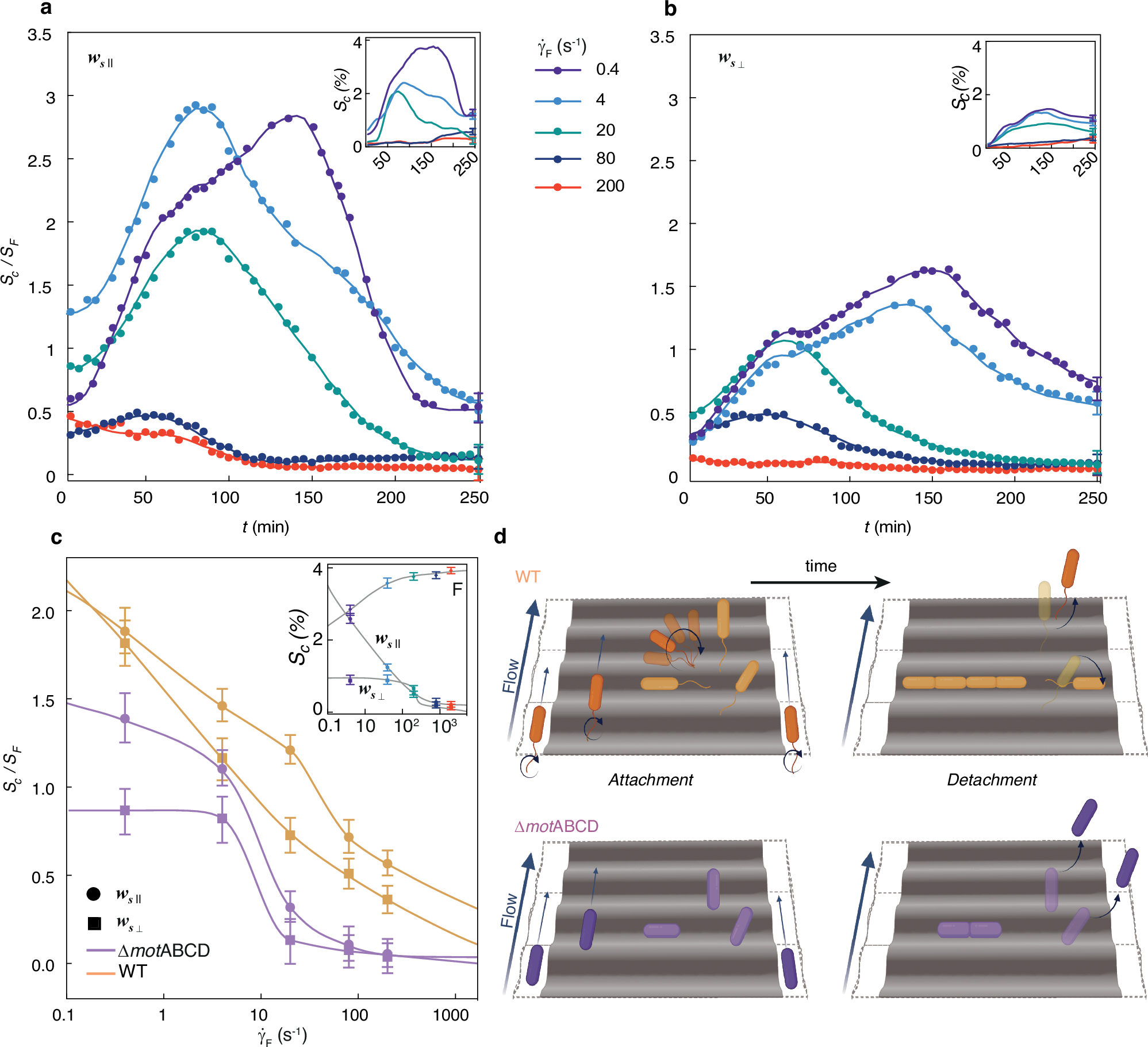 Fig. 4: Motility influences the adhesion response of Pseudomonas aeruginosa to shear on wrinkled surfaces.