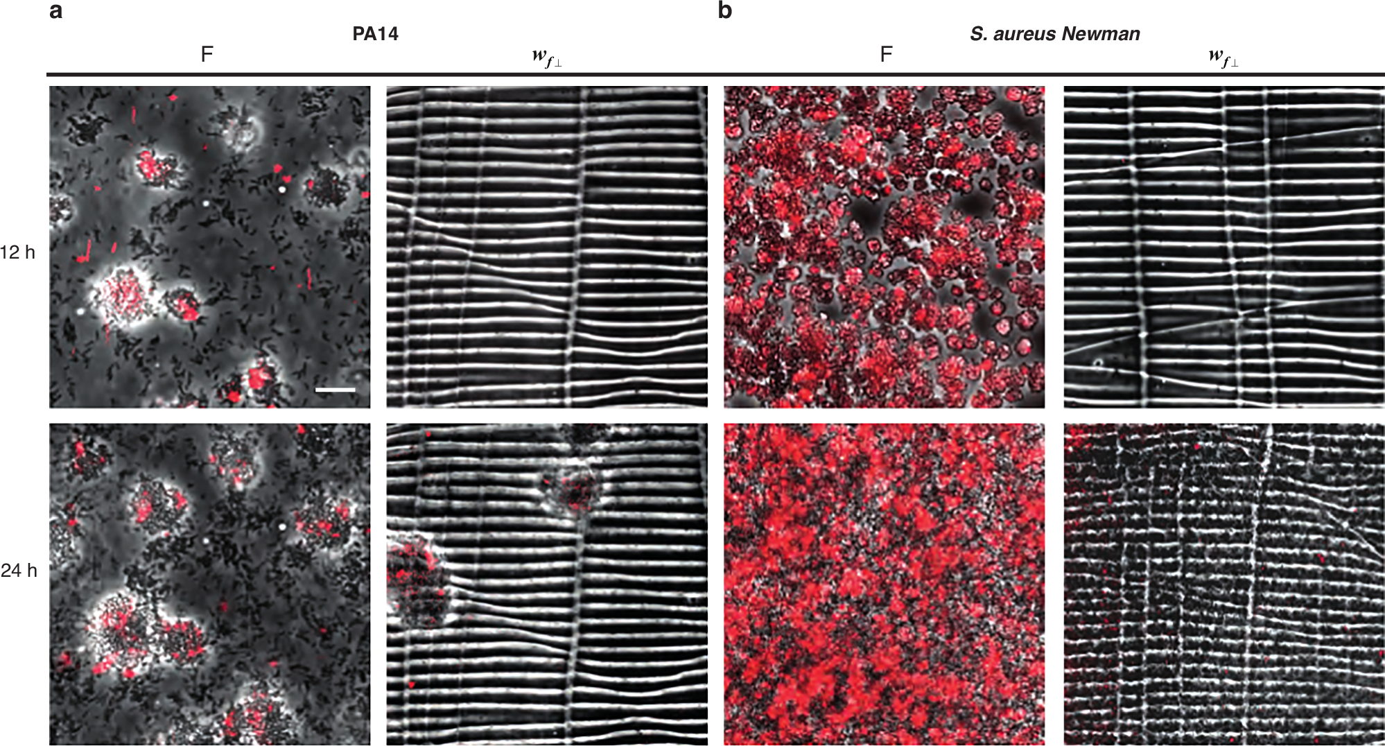 Fig. 9: Folded surface topography suppresses biofilm formation under high shear.