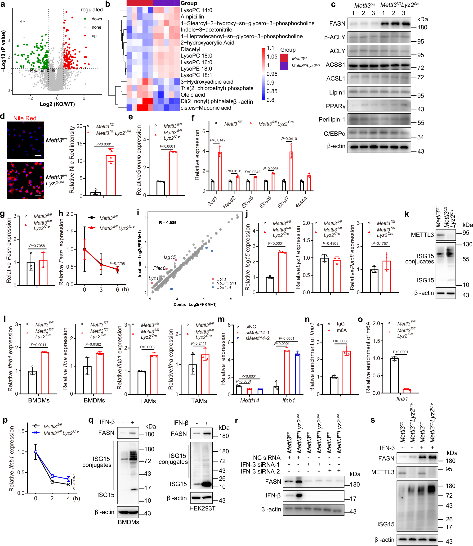Fig. 3: METTL3 deficiency enhances lipid metabolism.