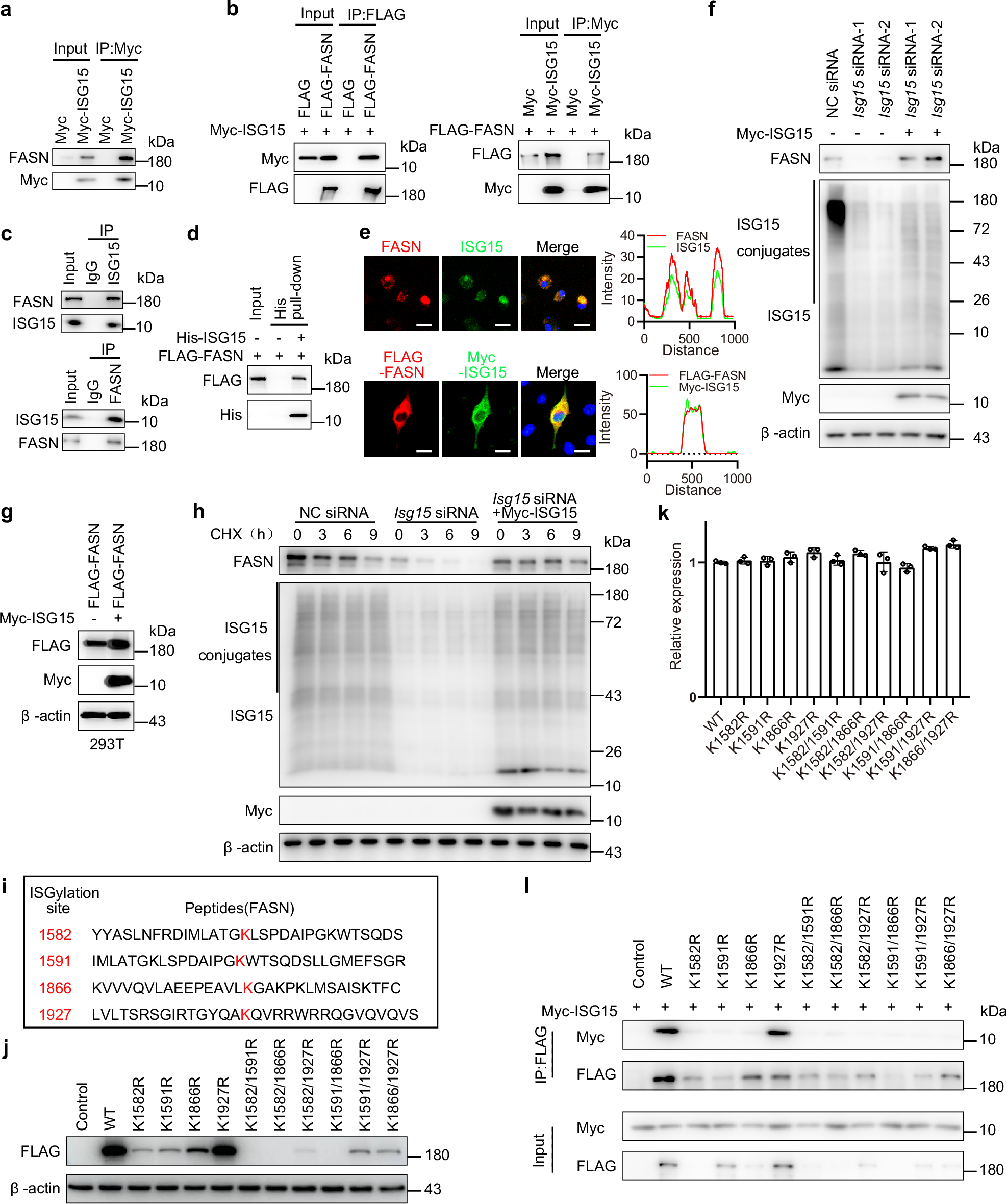 Fig. 4: ISG15 interacts with FASN and enhances FASN stability.