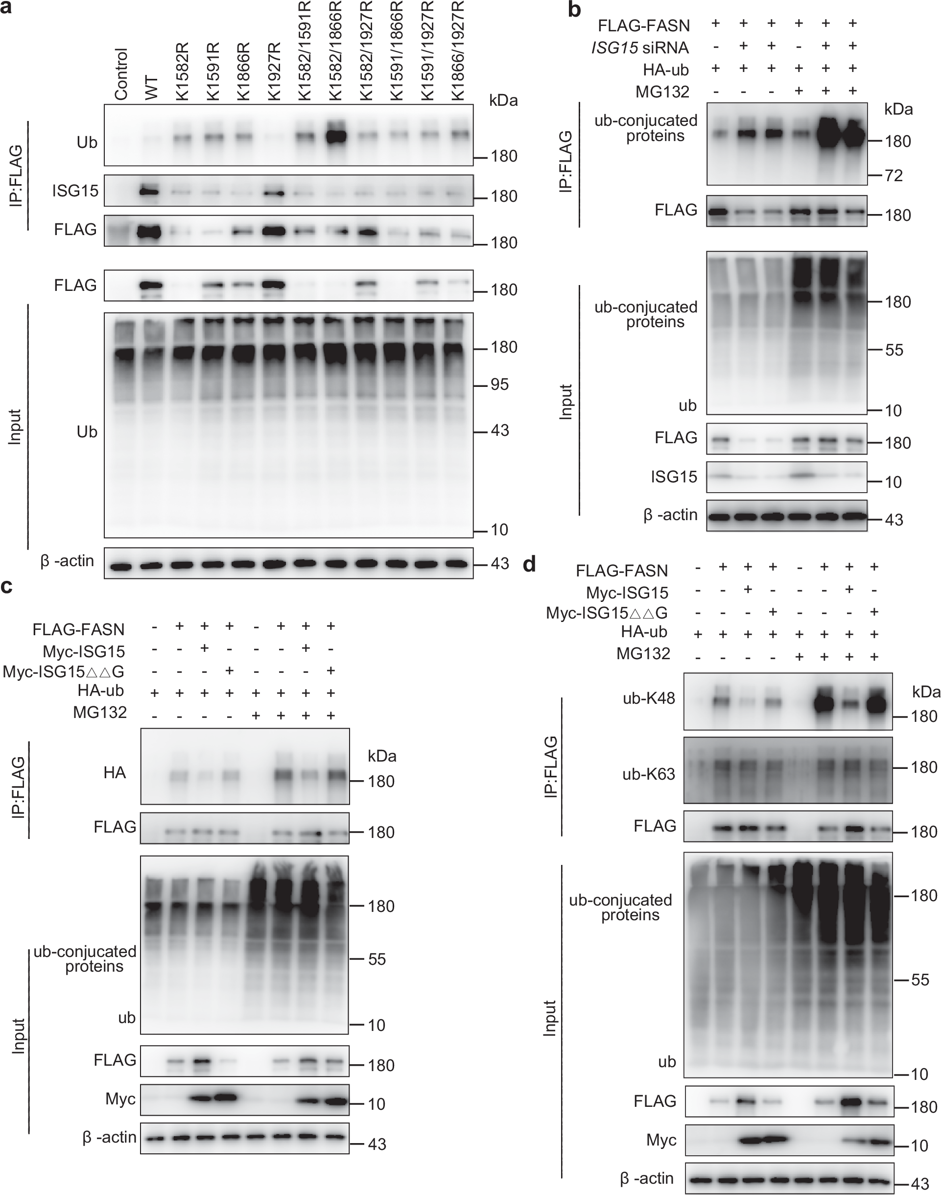Fig. 5: ISG15 inhibits FASN K48-linked ubiquitination.