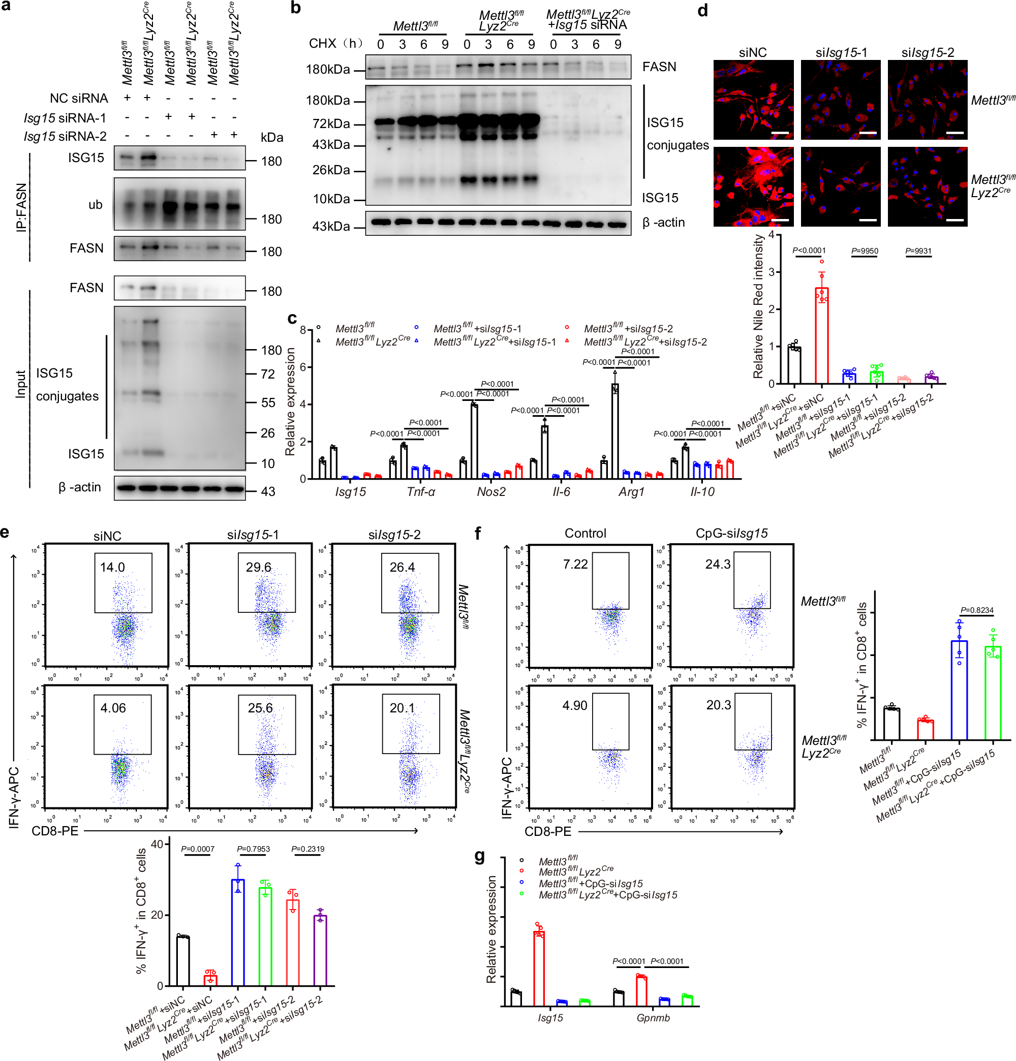 Fig. 6: METTL3 deficiency drives protumoral macrophage polarization depending on ISG15 induced FASN expression.