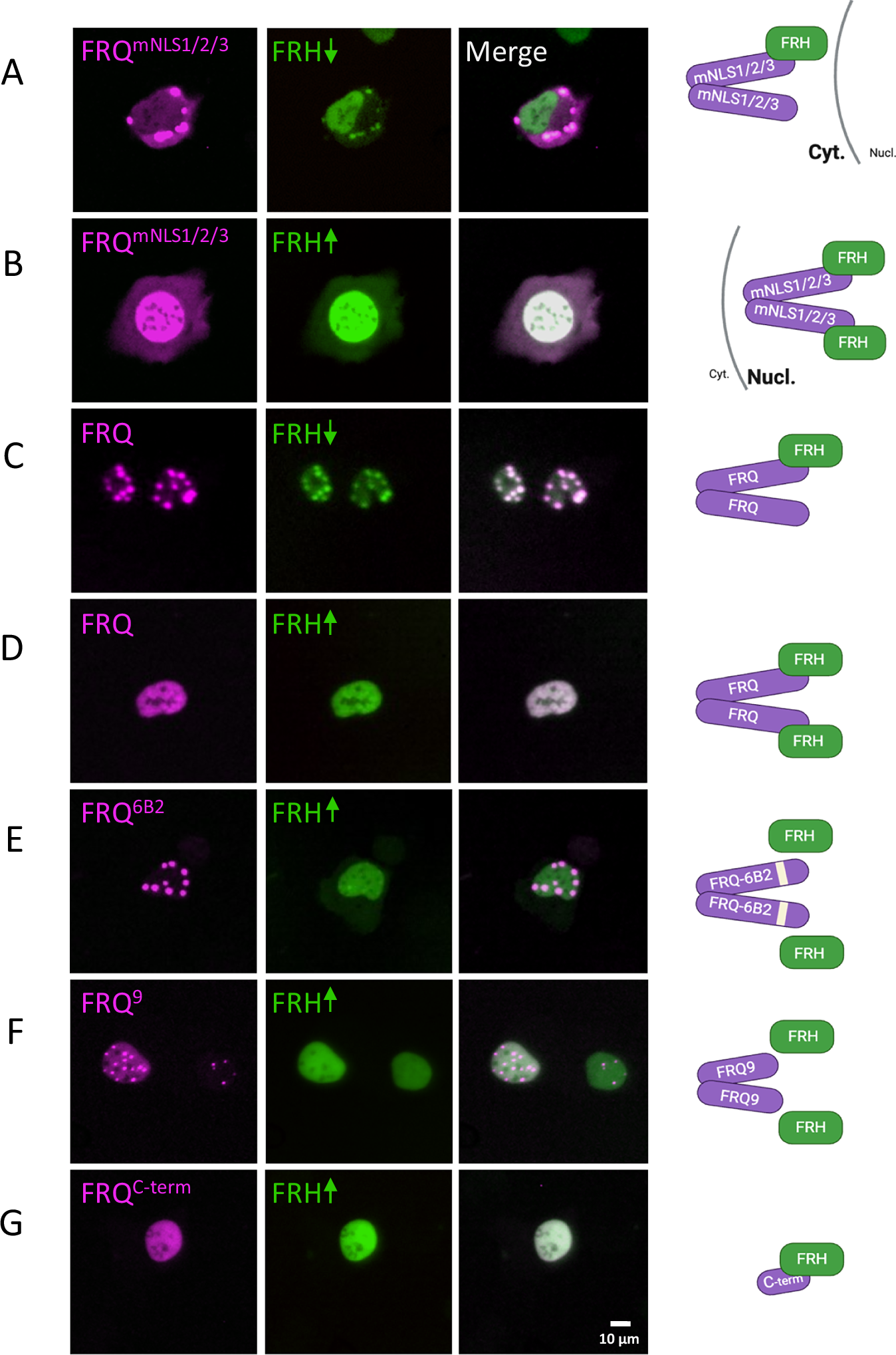 Fig. 3: Binding of saturating amounts of FRH to FRQ suppresses the formation of FRQ nuclear foci in U2OStx cells.