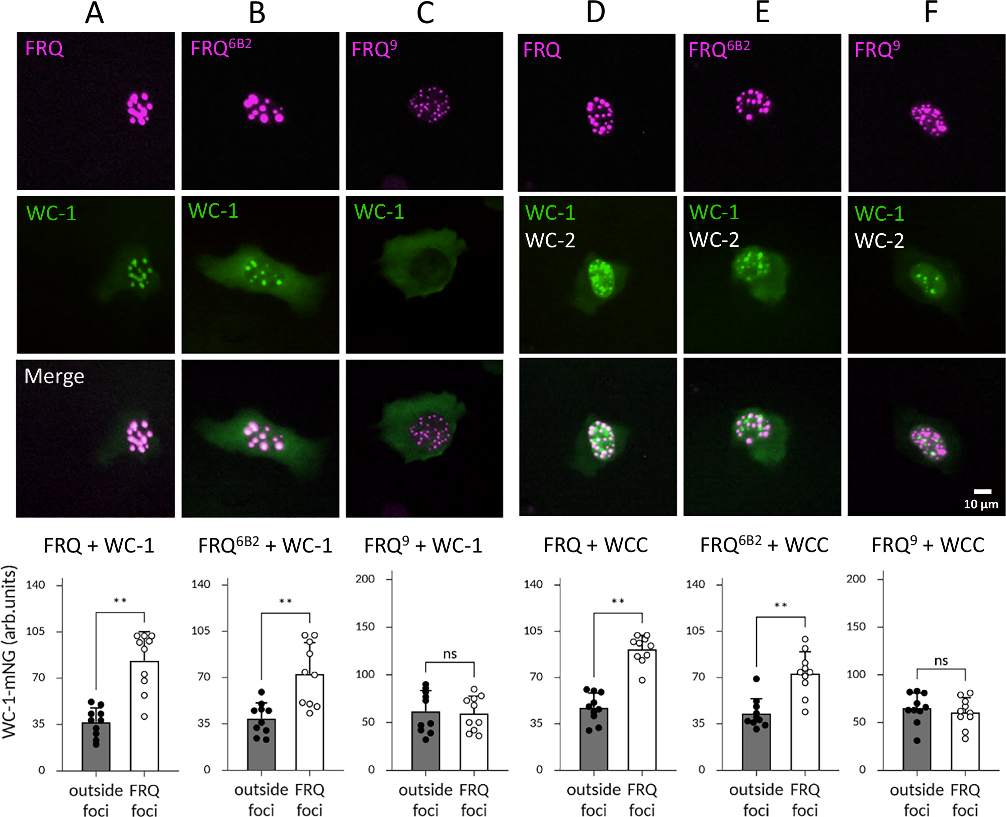 Fig. 4: FRQ interacts with WC-1 and WCC in absence of FRH.