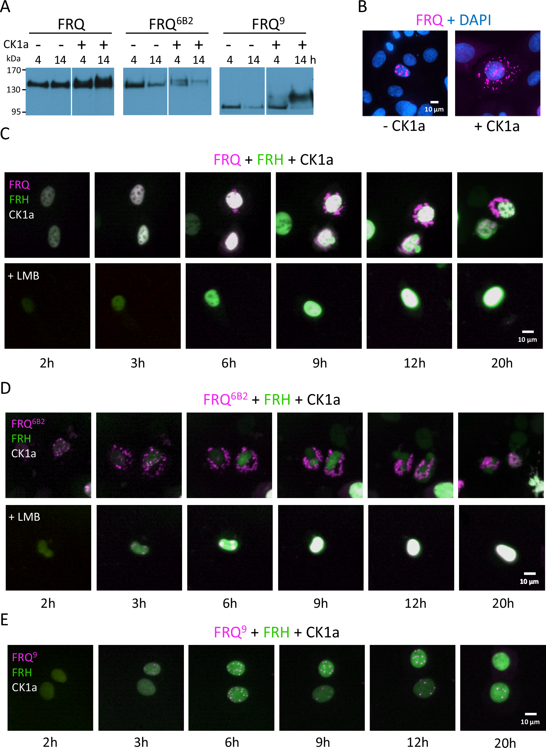 Fig. 6: Phosphorylation of FRQ by CK1a triggers its dissociation from FRH and nuclear export.