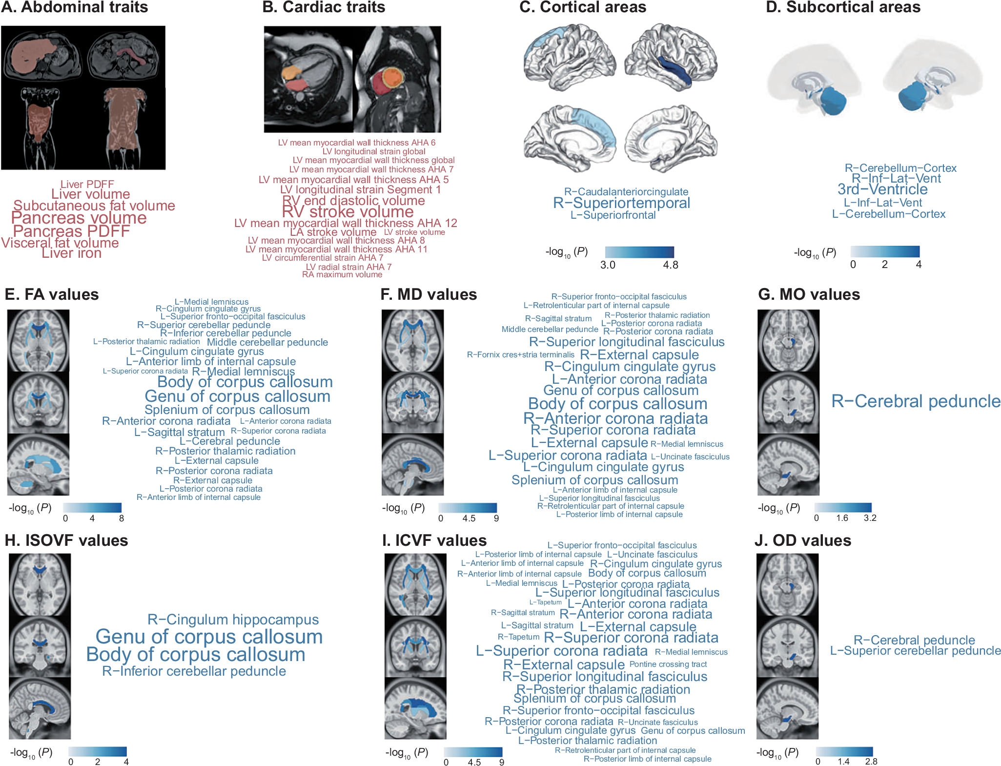 Fig. 2: Significant phenotypic traits associated with cardiometabolic diseases and depression multimorbidity: abdominal.