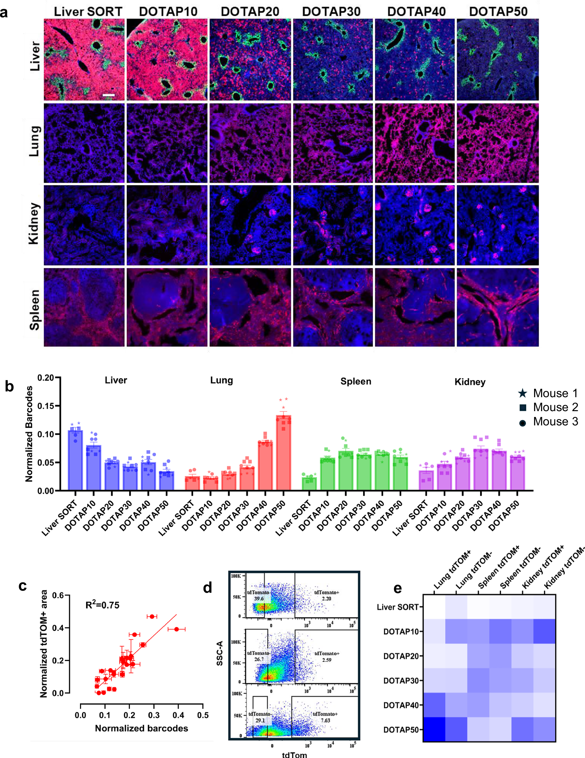 Fig. 4: Barcode distribution faithfully recapitulates delivery profiles of LNPs in a systematic series containing an increasing fraction of SORT lipid and identifies zonal enrichment.