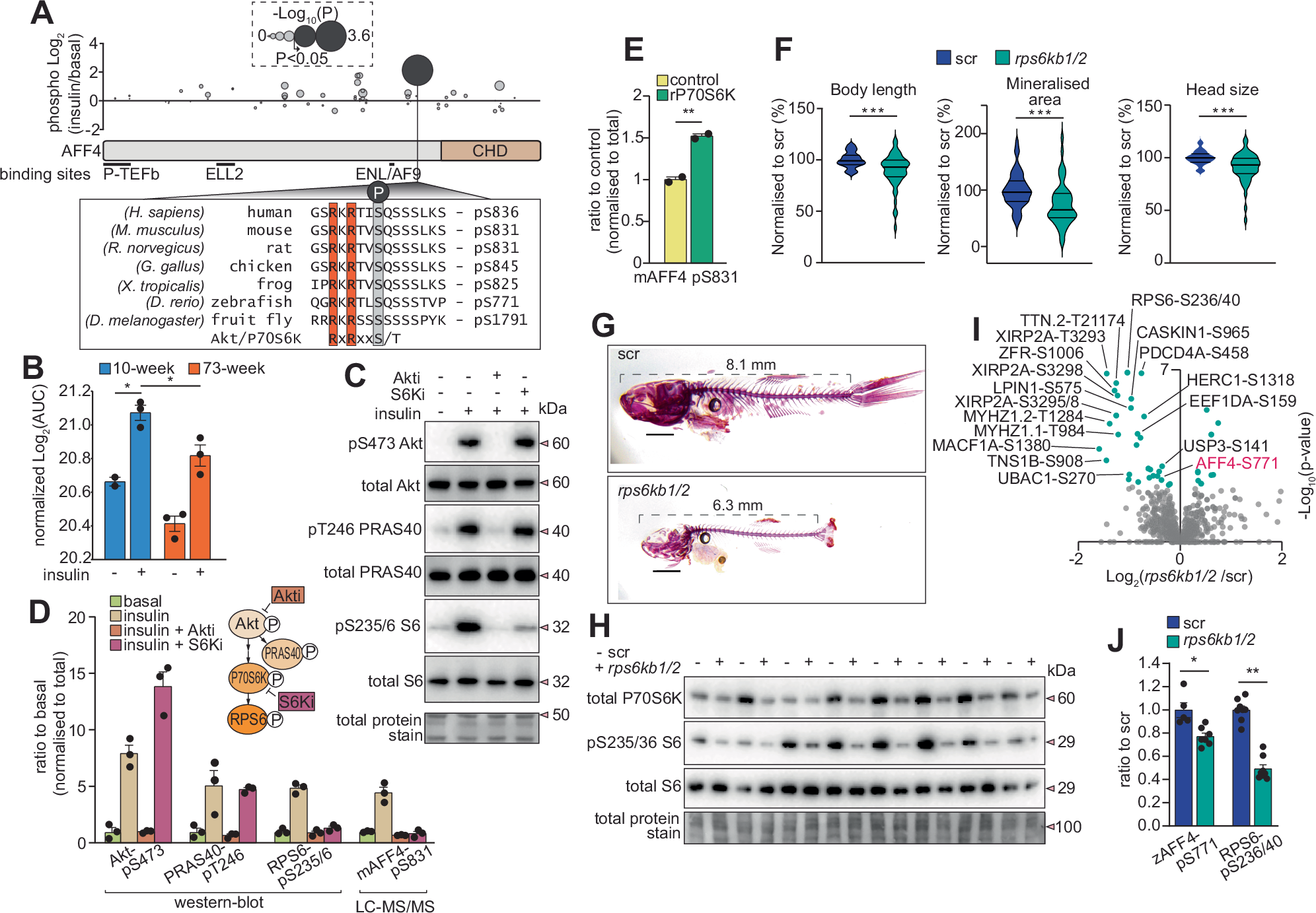 Fig. 4: AFF4 is a P70S6K substrate.