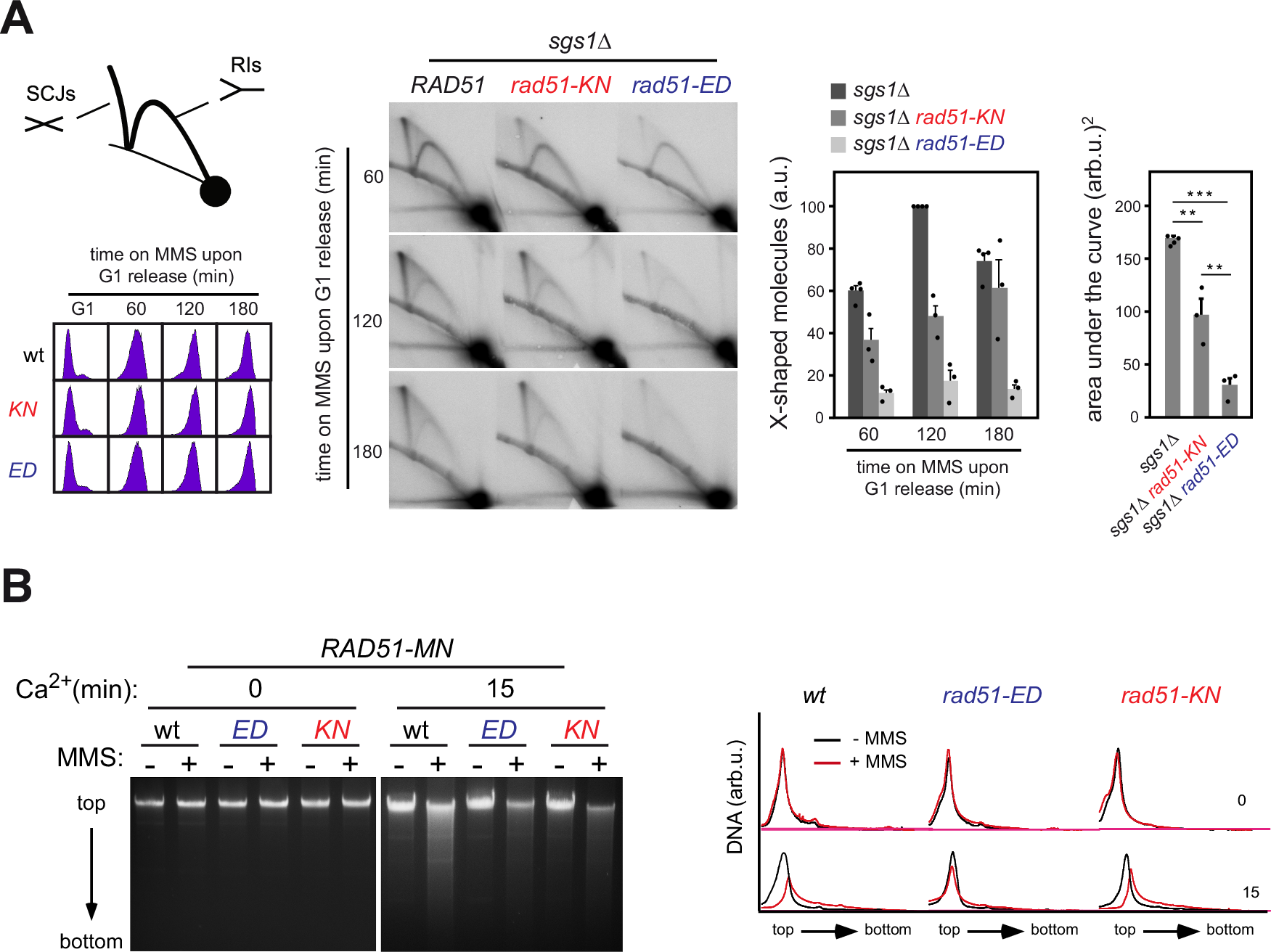 Fig. 10: Rad51-ED is severely affected in binding to damaged DNA and Sister Chromatid Junction formation.
