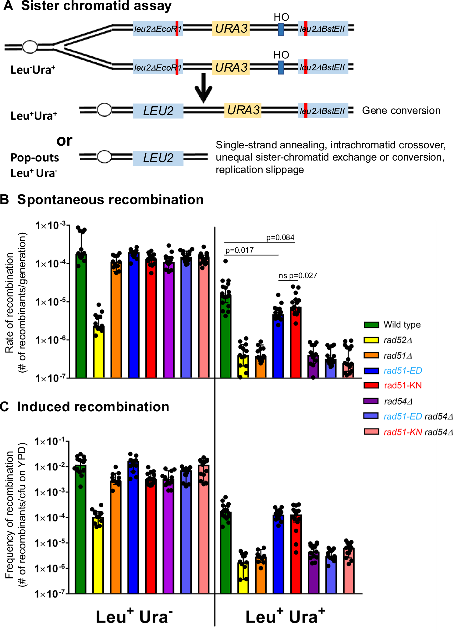 Fig. 2: rad51-ED and rad51-KN are recombination-proficient and cannot suppress the recombination defect of rad54.